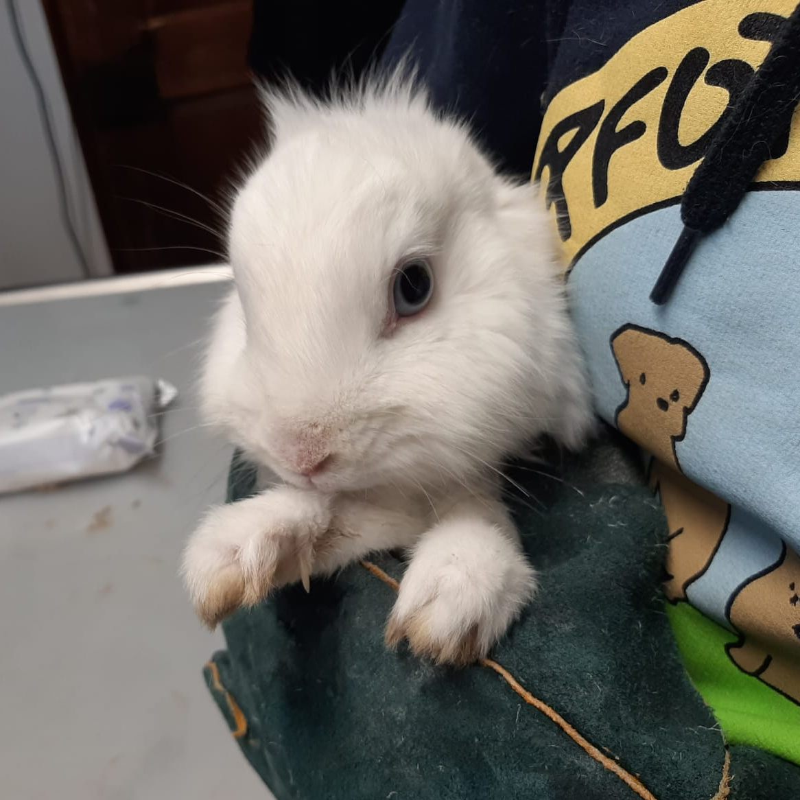 Die Käfig-Kaninchen wurden nach ihrer Rettung medizinisch untersucht.