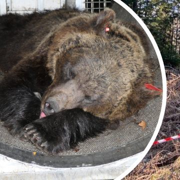 Problembärin "JJ4" wurde nun eingefangen.