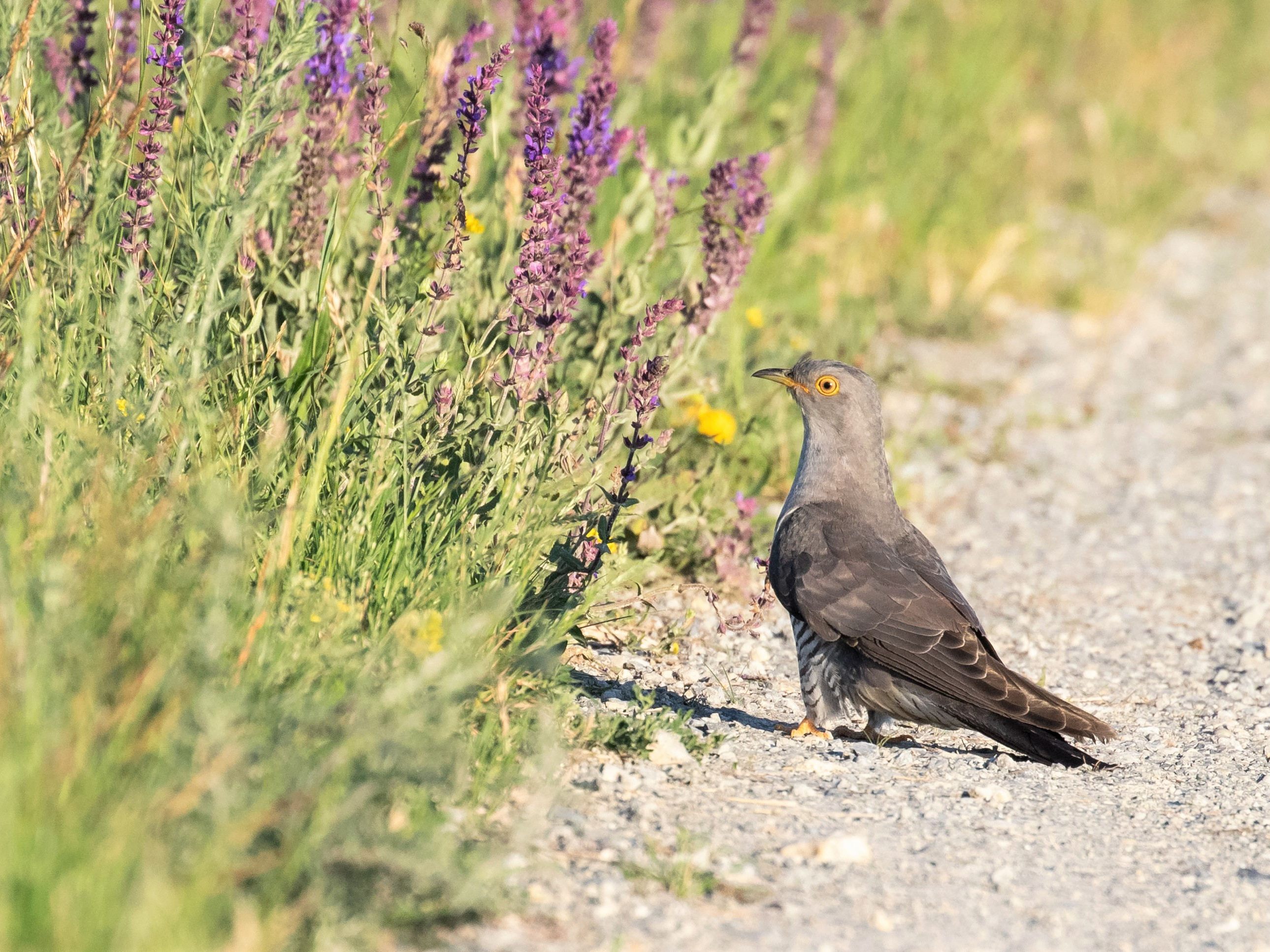 In Österreich wurden die ersten Kuckucke gesichtet. In Österreich wurden die ersten Kuckucke gesichtet.