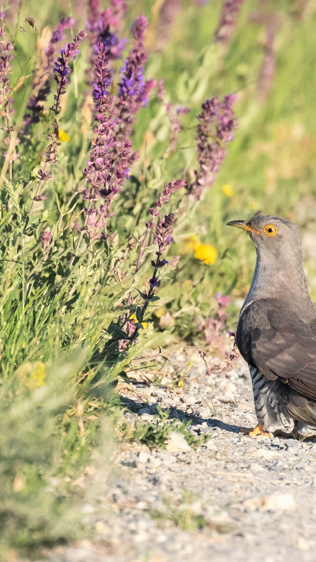 In Österreich wurden die ersten Kuckucke gesichtet.