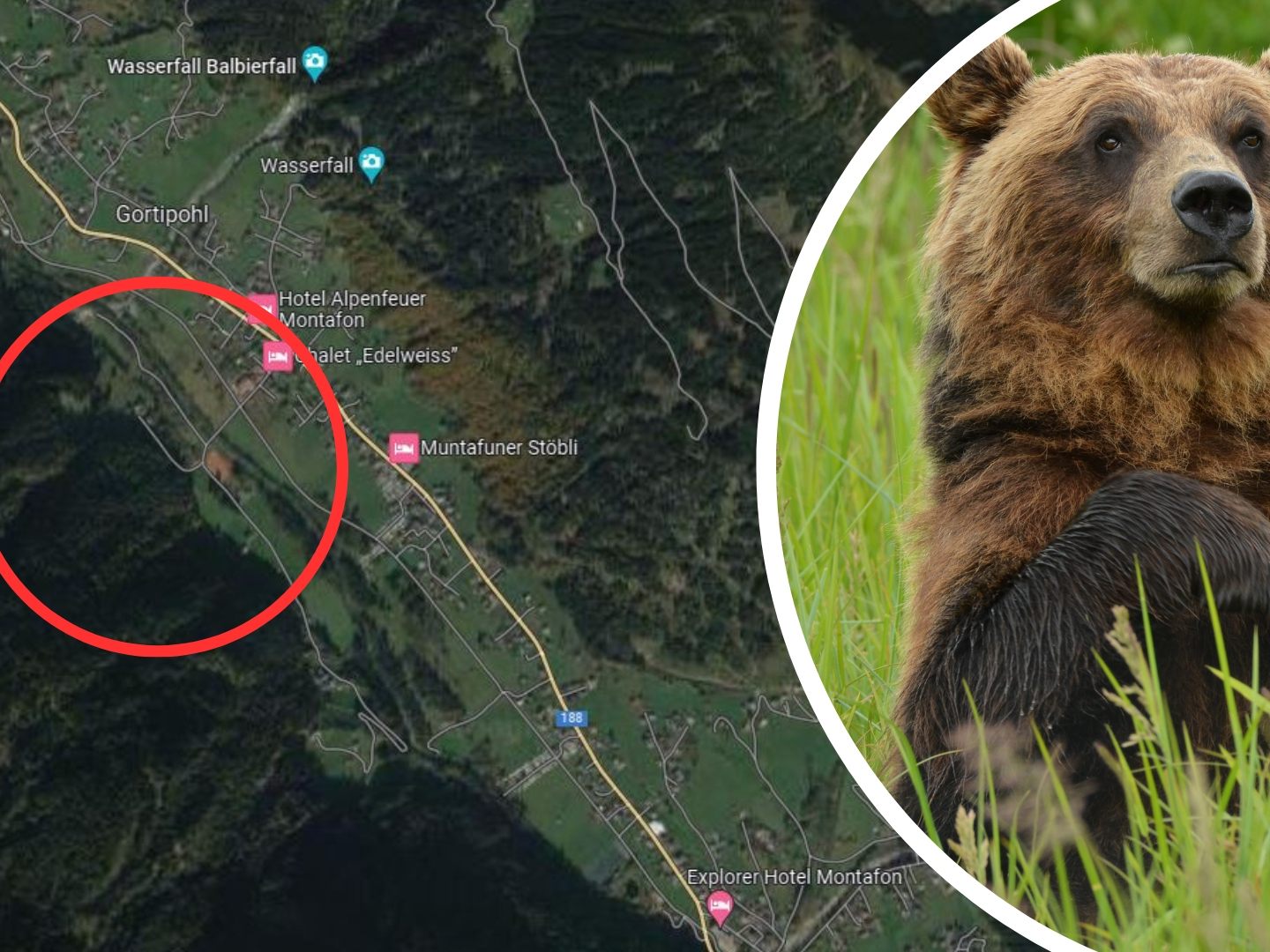 Fußgänger gaben an, dass sie zwei Bären in Gortipohl gesehen haben.
