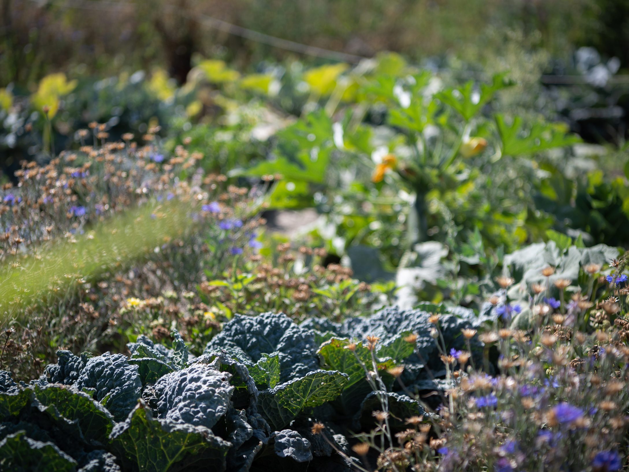 Künftig ist auf zwei Wiener Friedhöfen Urban Gardening möglich.