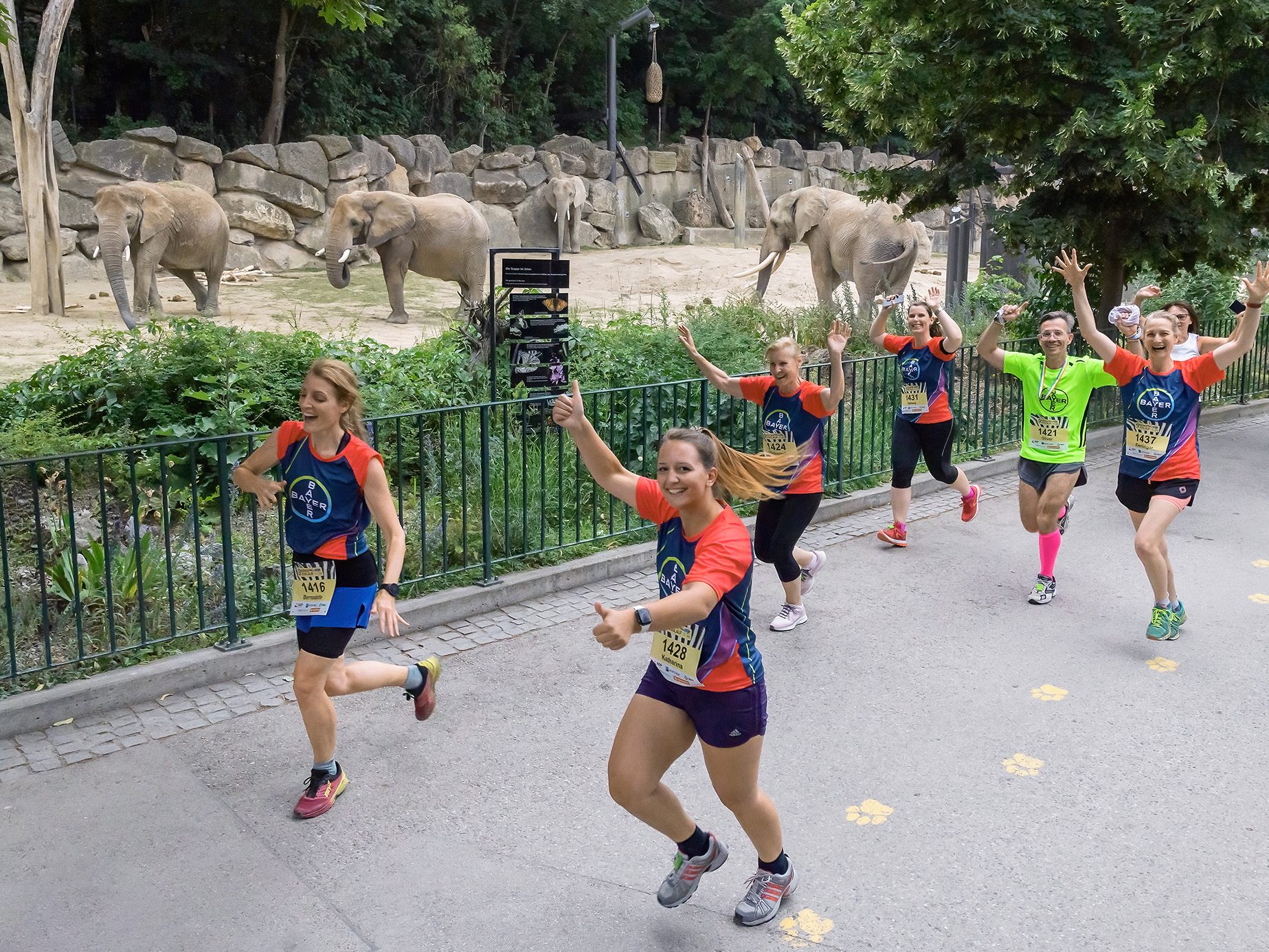 Der Zoolauf im Tiergarten Schönbrunn findet dieses Jahr zm 10. Mal statt. Der Zoolauf im Tiergarten Schönbrunn findet dieses Jahr zm 10. Mal statt.