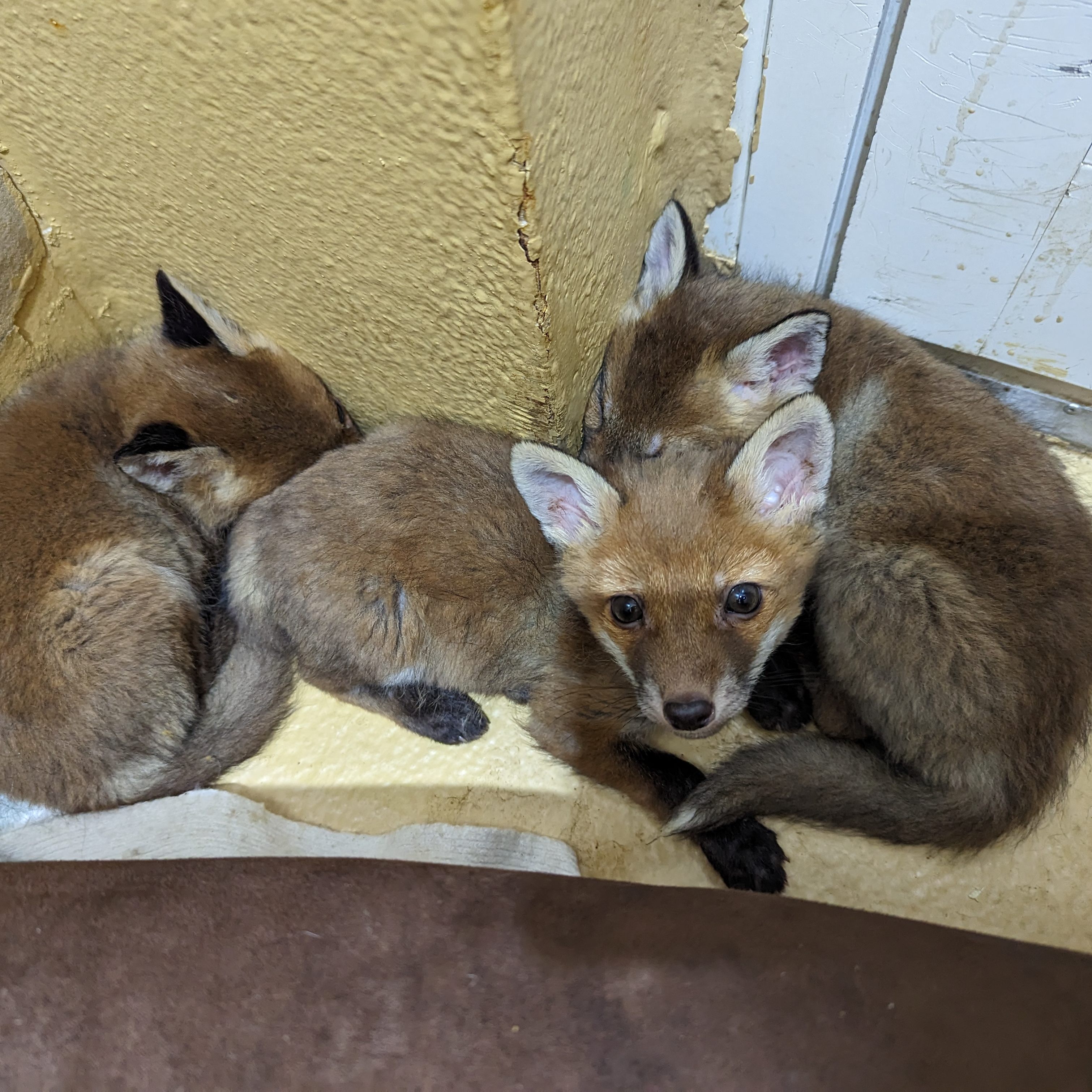 Diese Füchslein ziehen ins Tierschutzhaus Vösendorf.