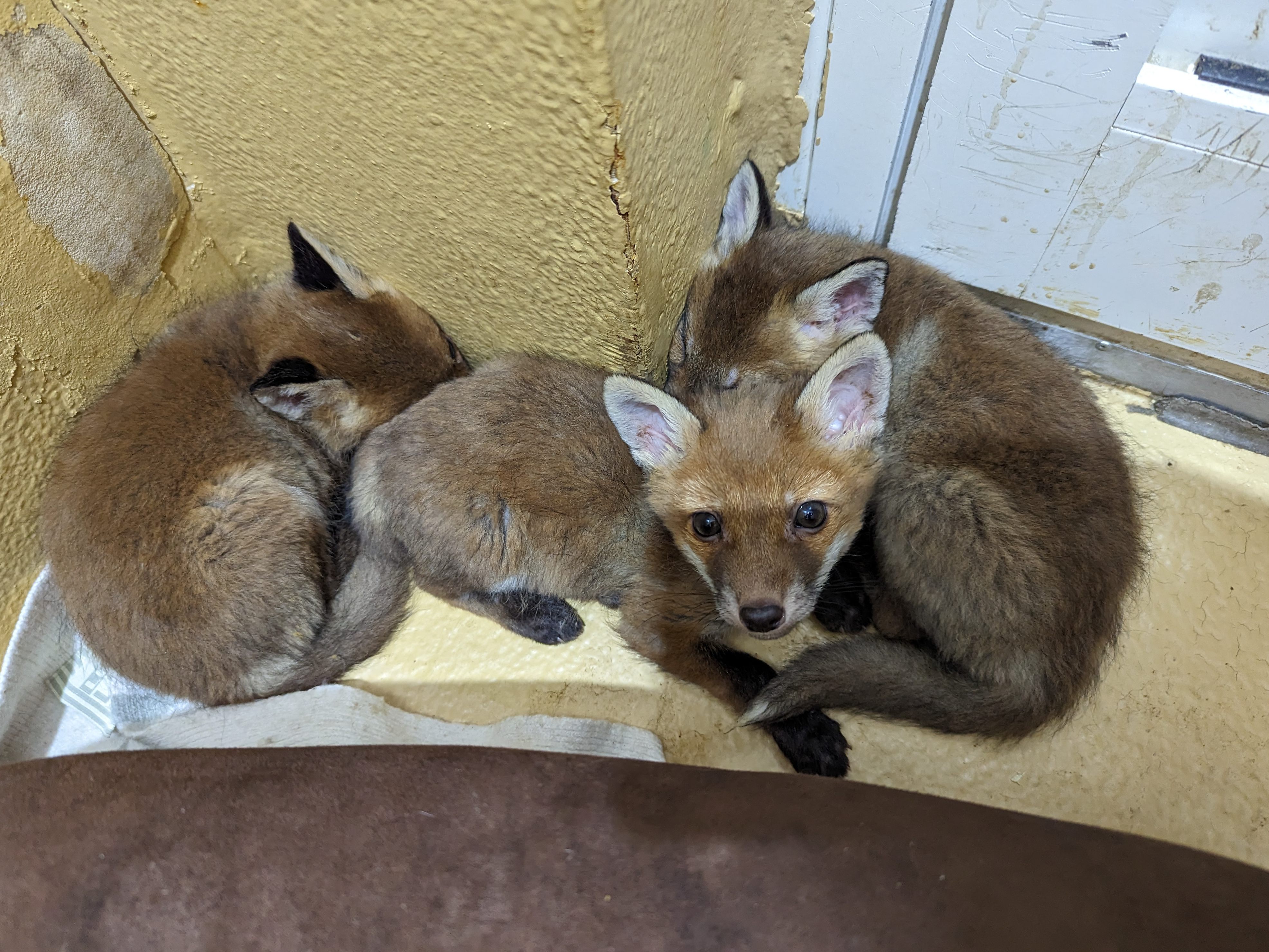 Diese Füchslein ziehen ins Tierschutzhaus Vösendorf. Diese Füchslein ziehen ins Tierschutzhaus Vösendorf.