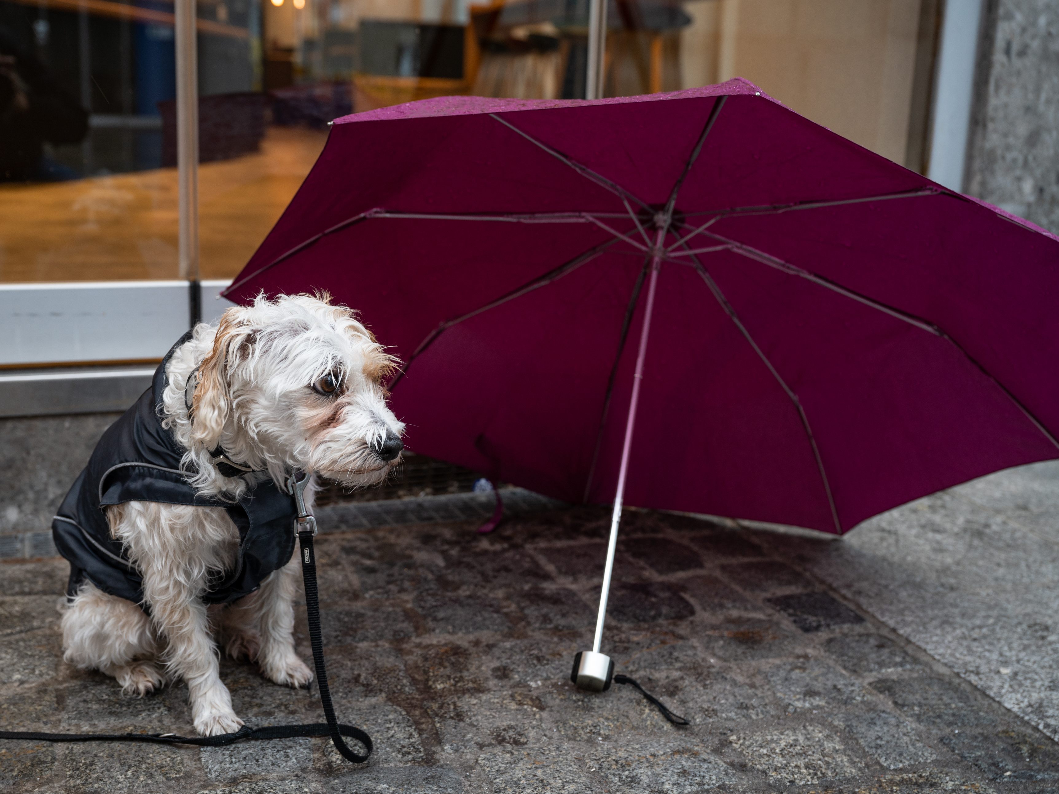 Hund Maxi hätte auch lieber Sonnenschein.