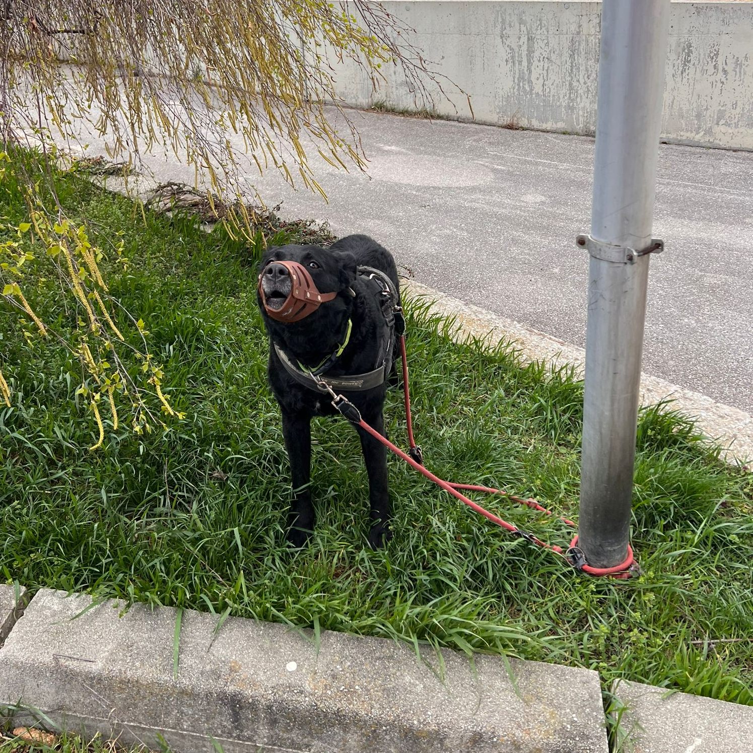 Ein Labrador-Mischling wurde vor dem Tierschutzhaus Vösendorf ausgesetzt.