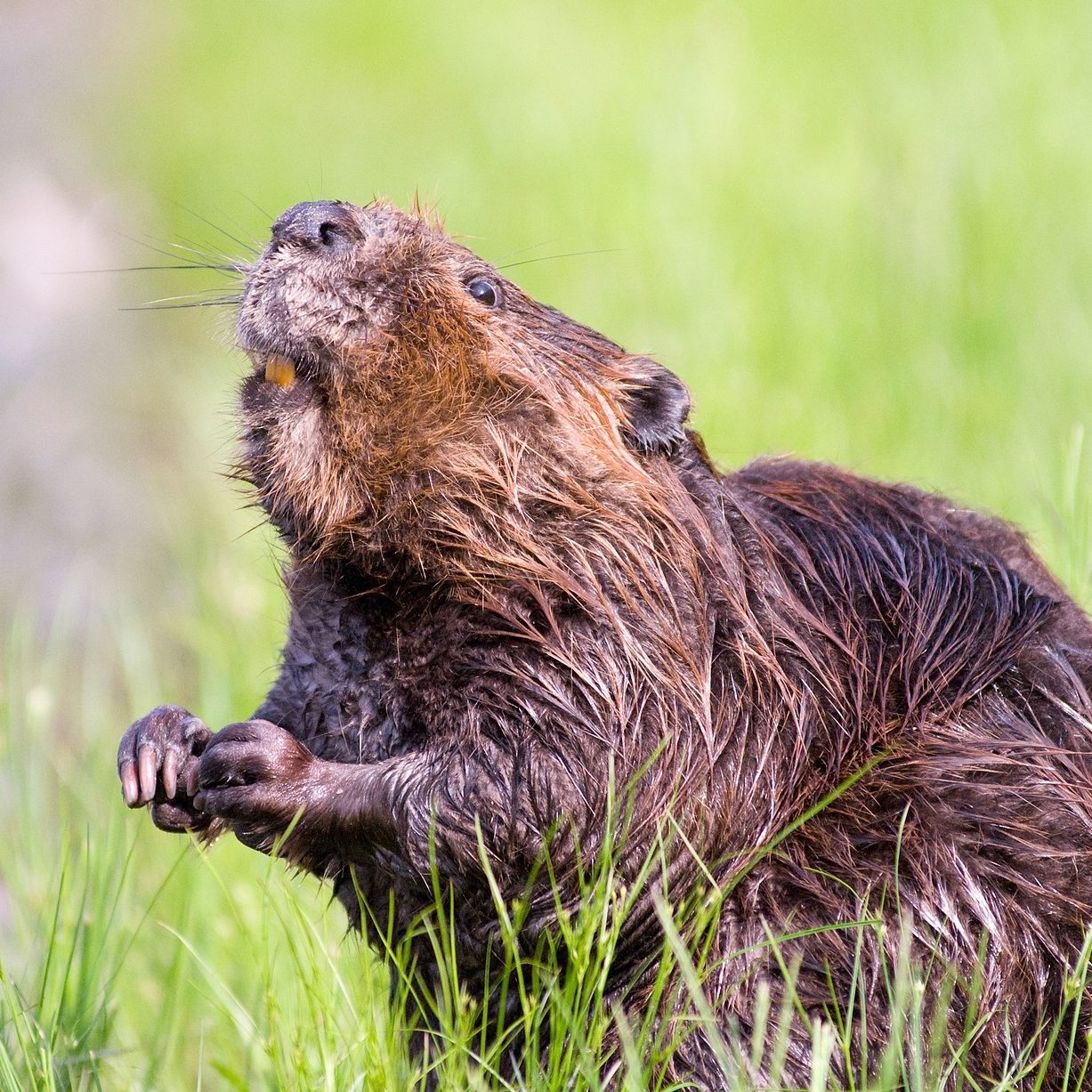 In St. Pölten rettete die Feuerwehr einen Biber aus einem leeren Brunnen.