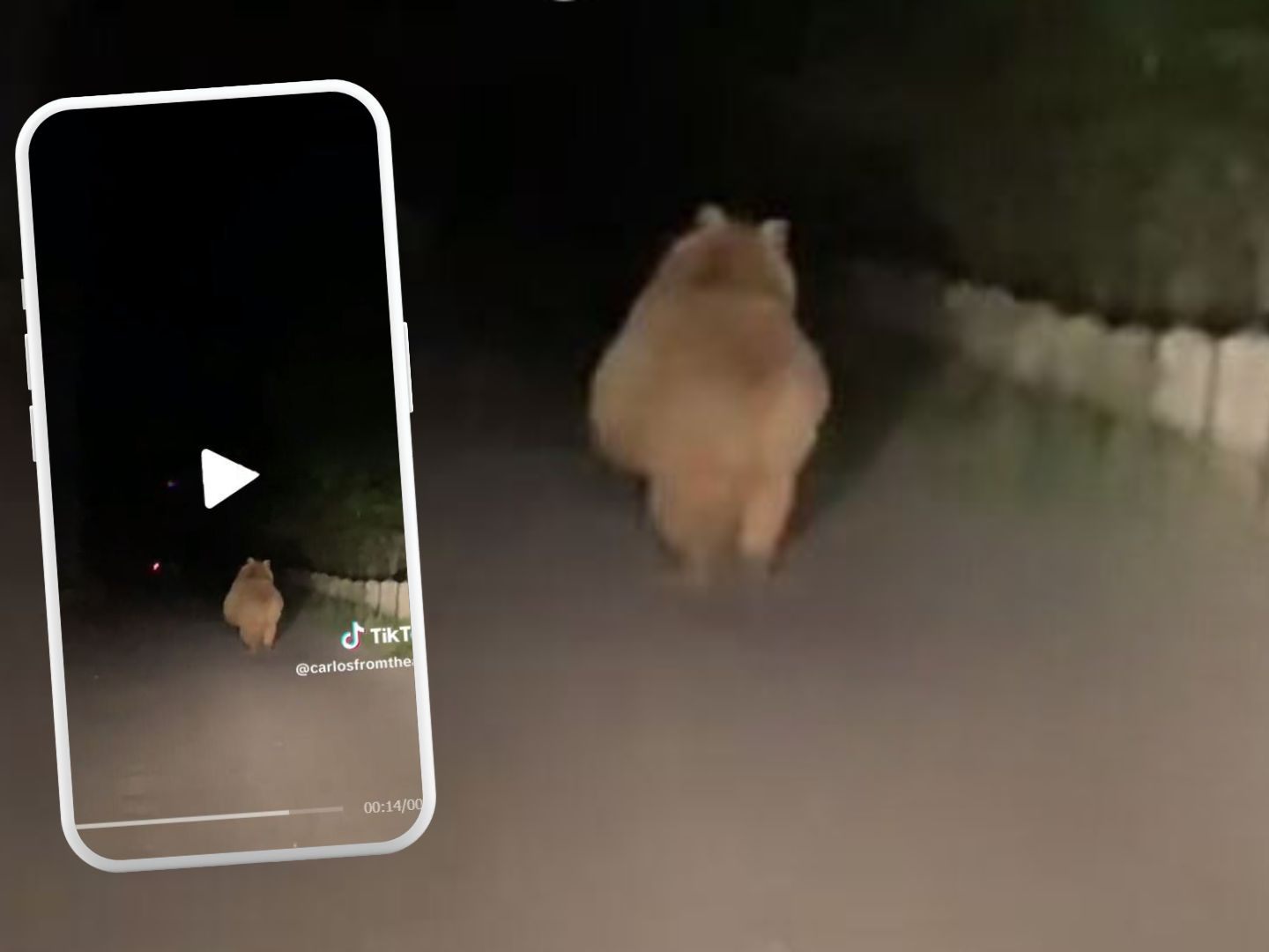 Ungewöhnliche Begegnung mit Bär.