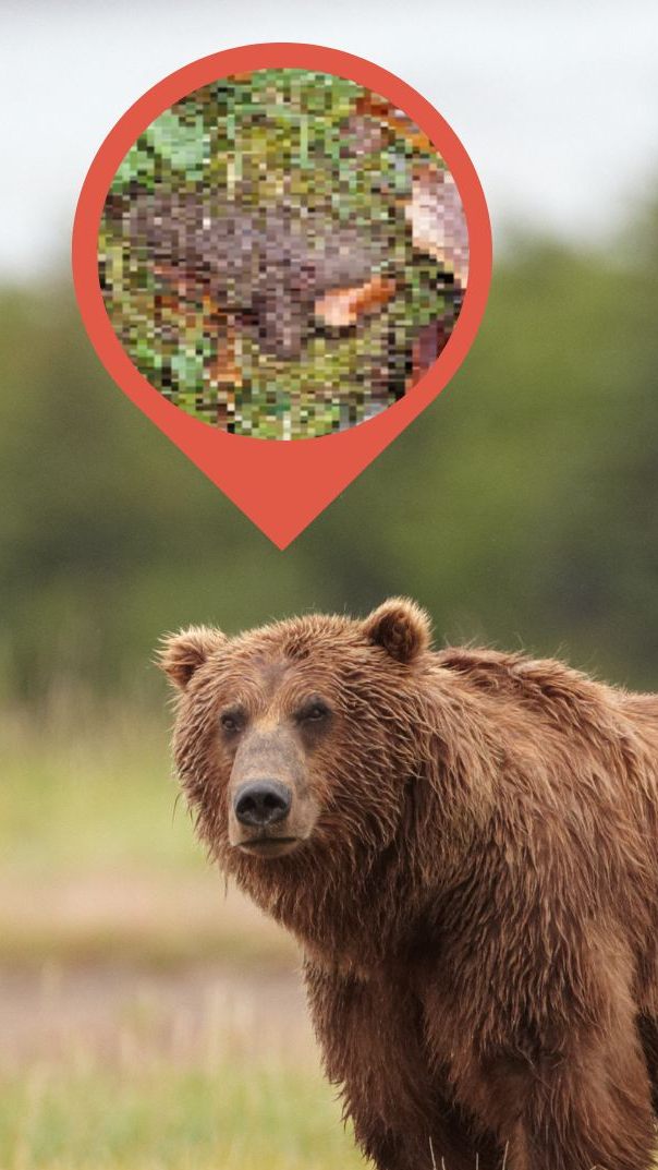 Wildtier-Experte Hubert Schatz über die Bären-Sichtung im Montafon.