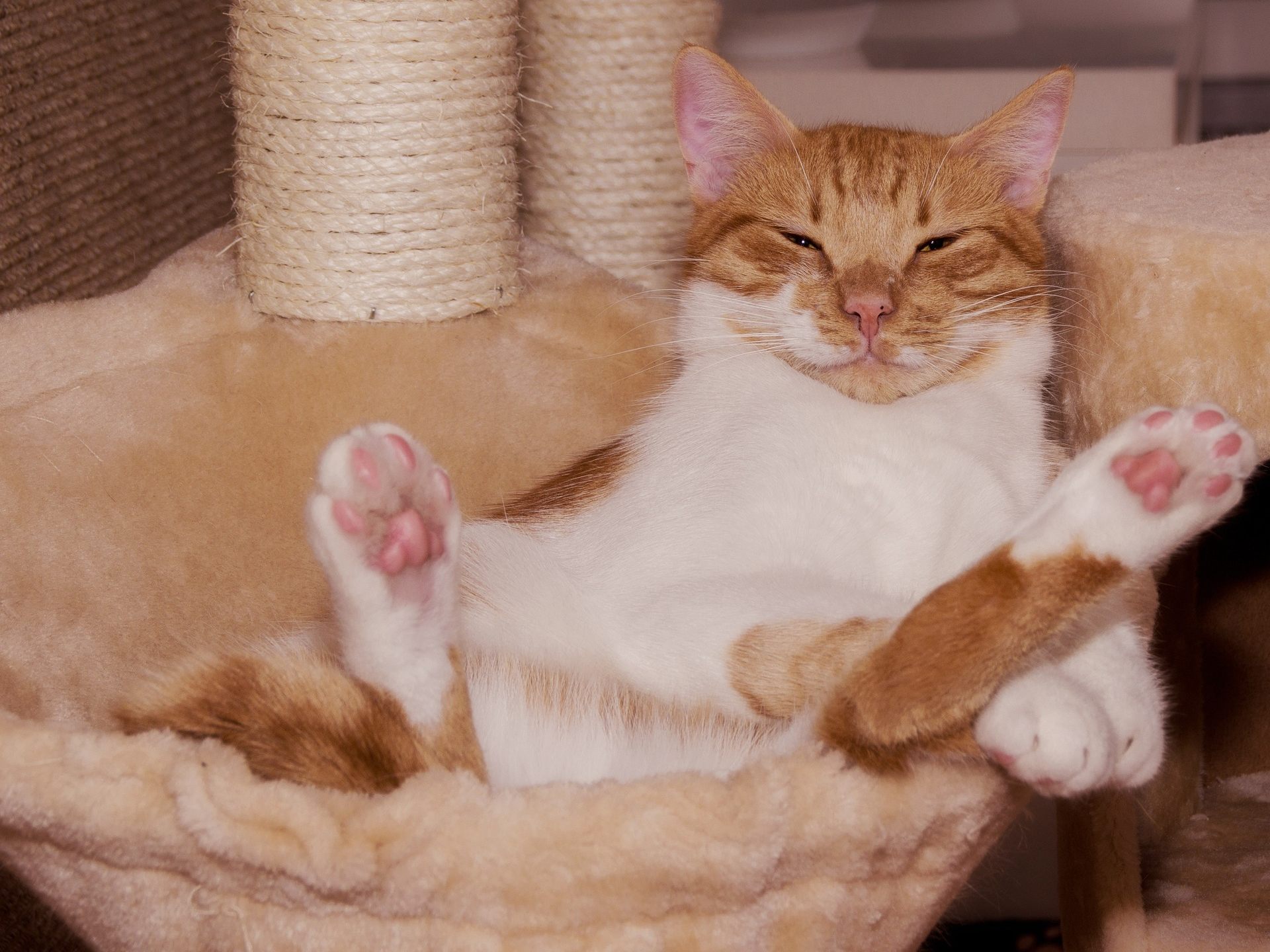 Die Körpersprache der Katzen einfach erklärt.