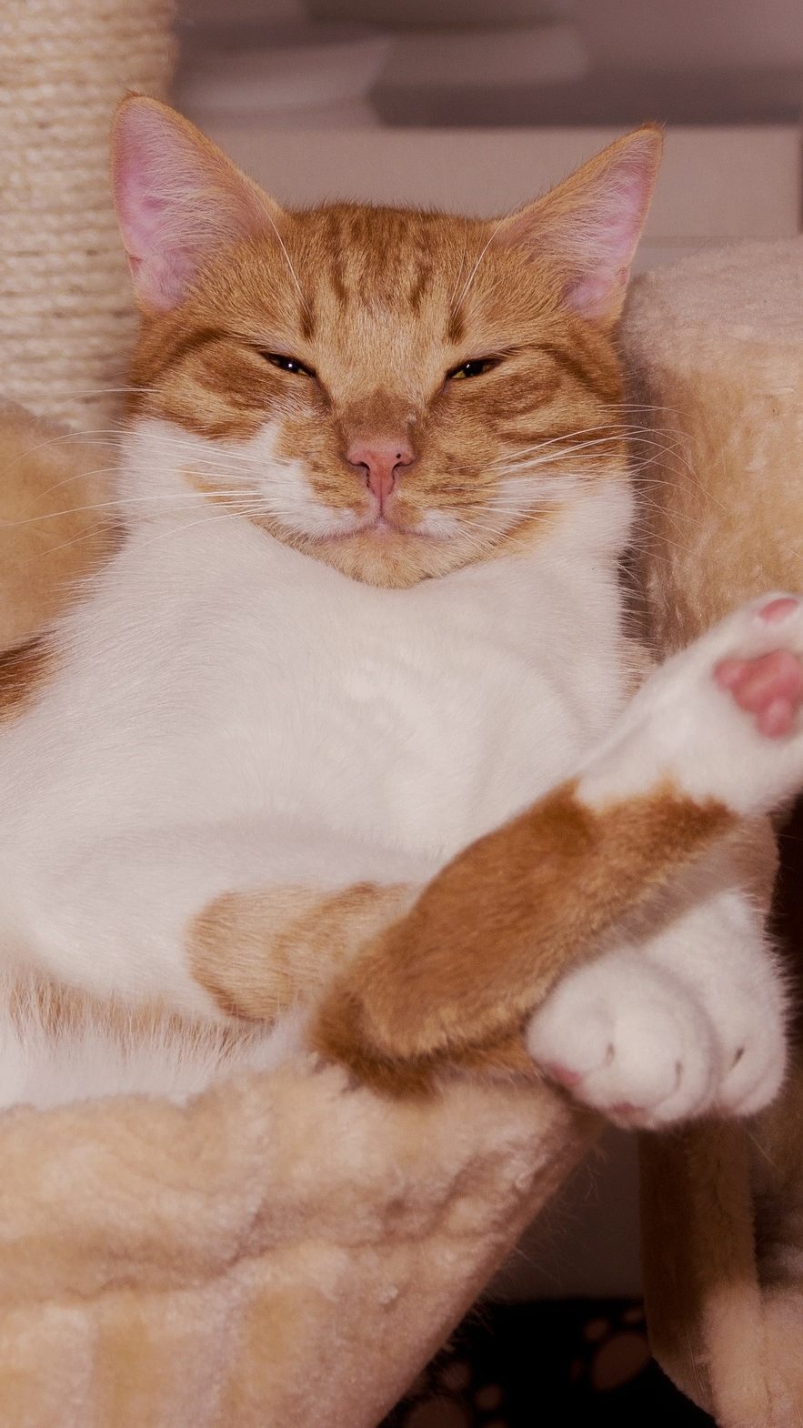 Die Körpersprache der Katzen einfach erklärt.