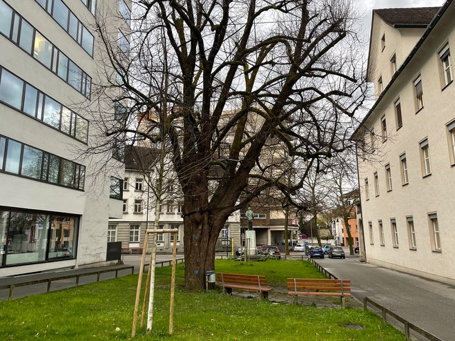 Die Linde beim Rathauspark wird leider nicht mehr lange hier stehen.