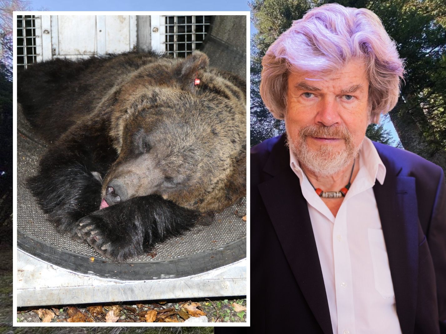 Extrembergsteiger und Autor Reinhold Messner sagte nun in einem Interview der italienischen Zeitung "La Stampa", das Töten von Bären in der Region solle kein Tabu sein. Extrembergsteiger und Autor Reinhold Messner sagte nun in einem Interview der italienischen Zeitung "La Stampa", das Töten von Bären in der Region solle kein Tabu sein.