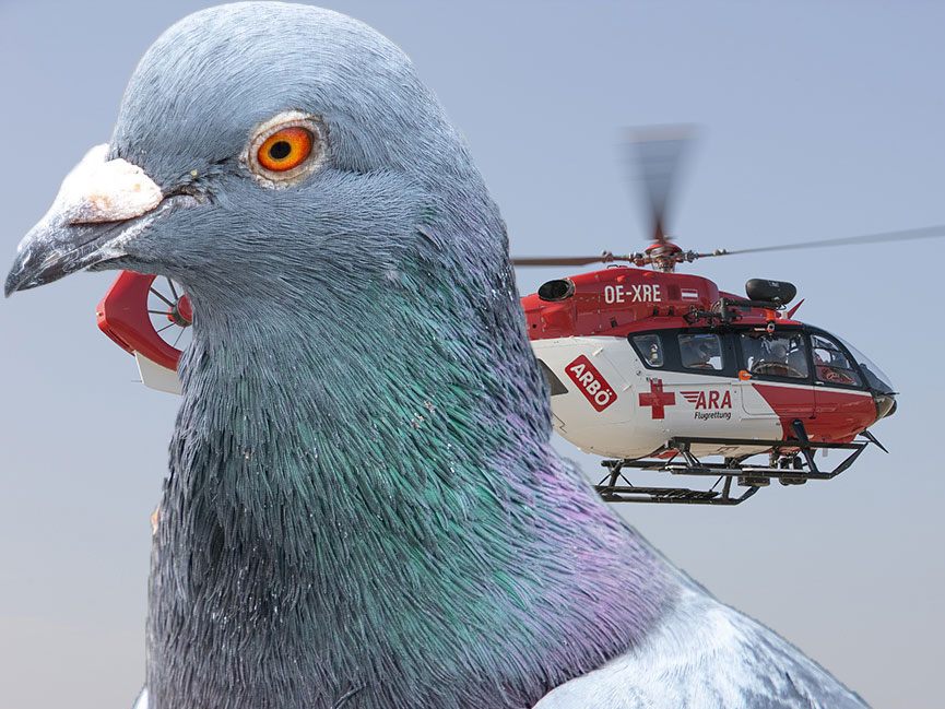 Vermutlich aufgrund einer Taube musste der Hubschrauber notlanden.