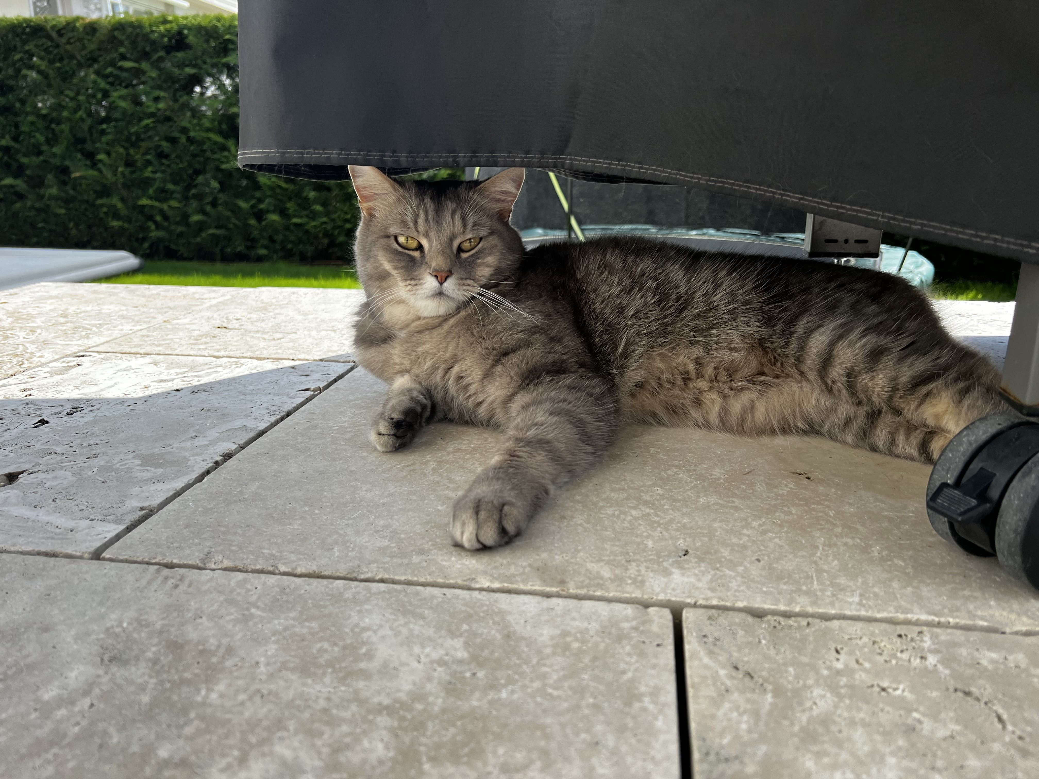 Simba aus Rankweil