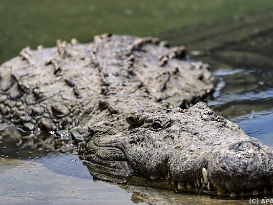 Der Angler wurde wohl von Krokodil gefressen Der Angler wurde wohl von Krokodil gefressen