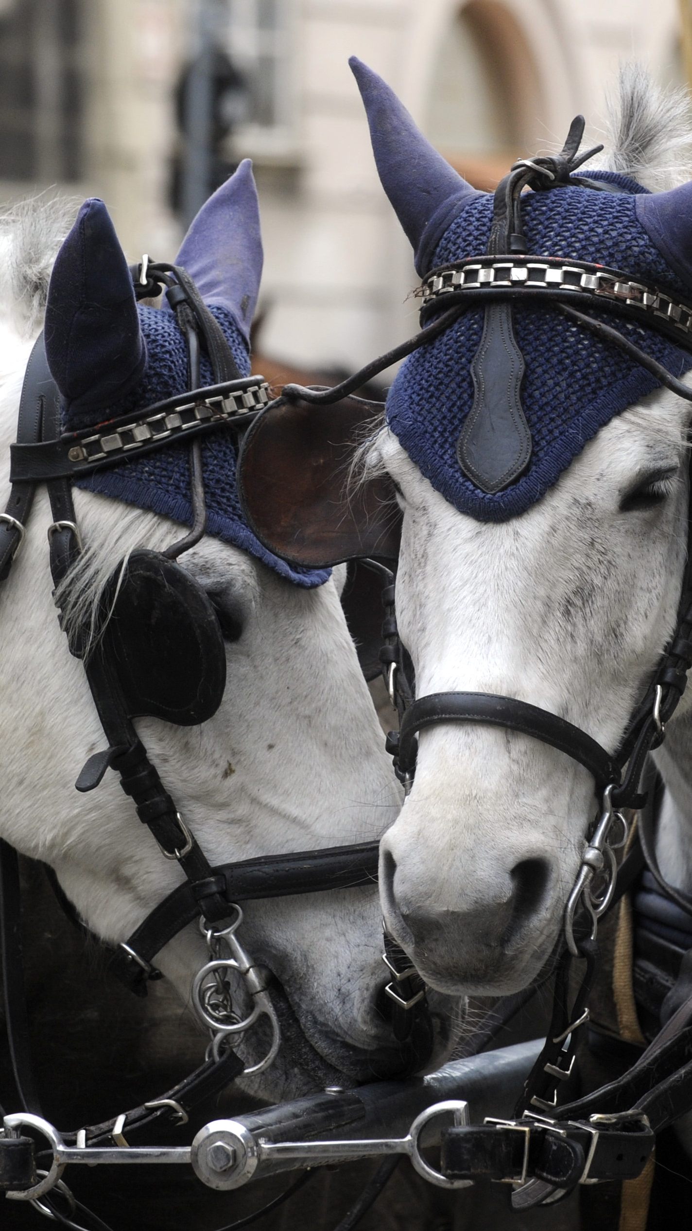 Mehr als 300 registrierte Fiakerpferde gibt es in Wien.