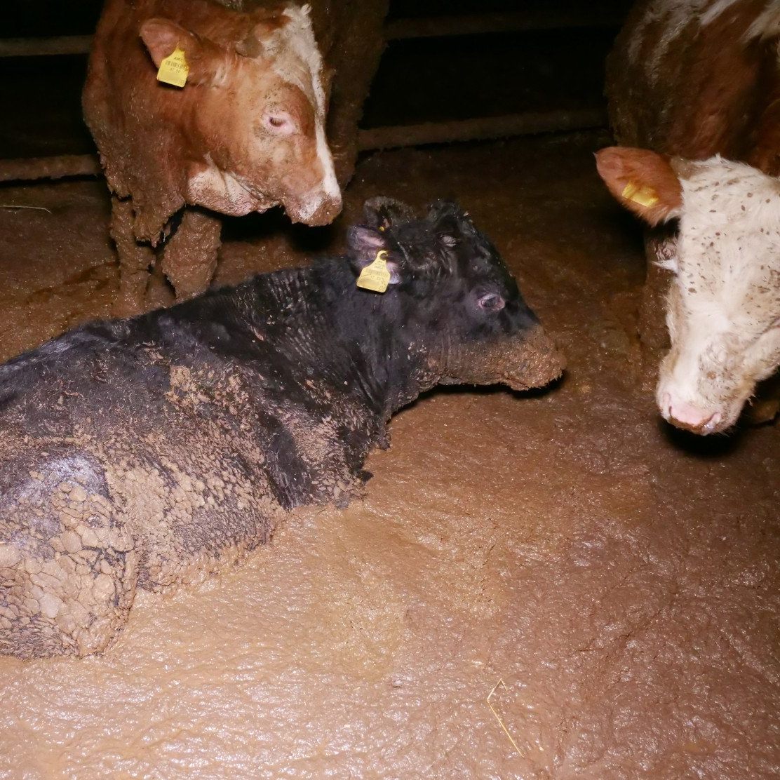 Nach Missständen in einem Mastbetrieb droht dem Inhaber ein Tierhaltungsverbot.