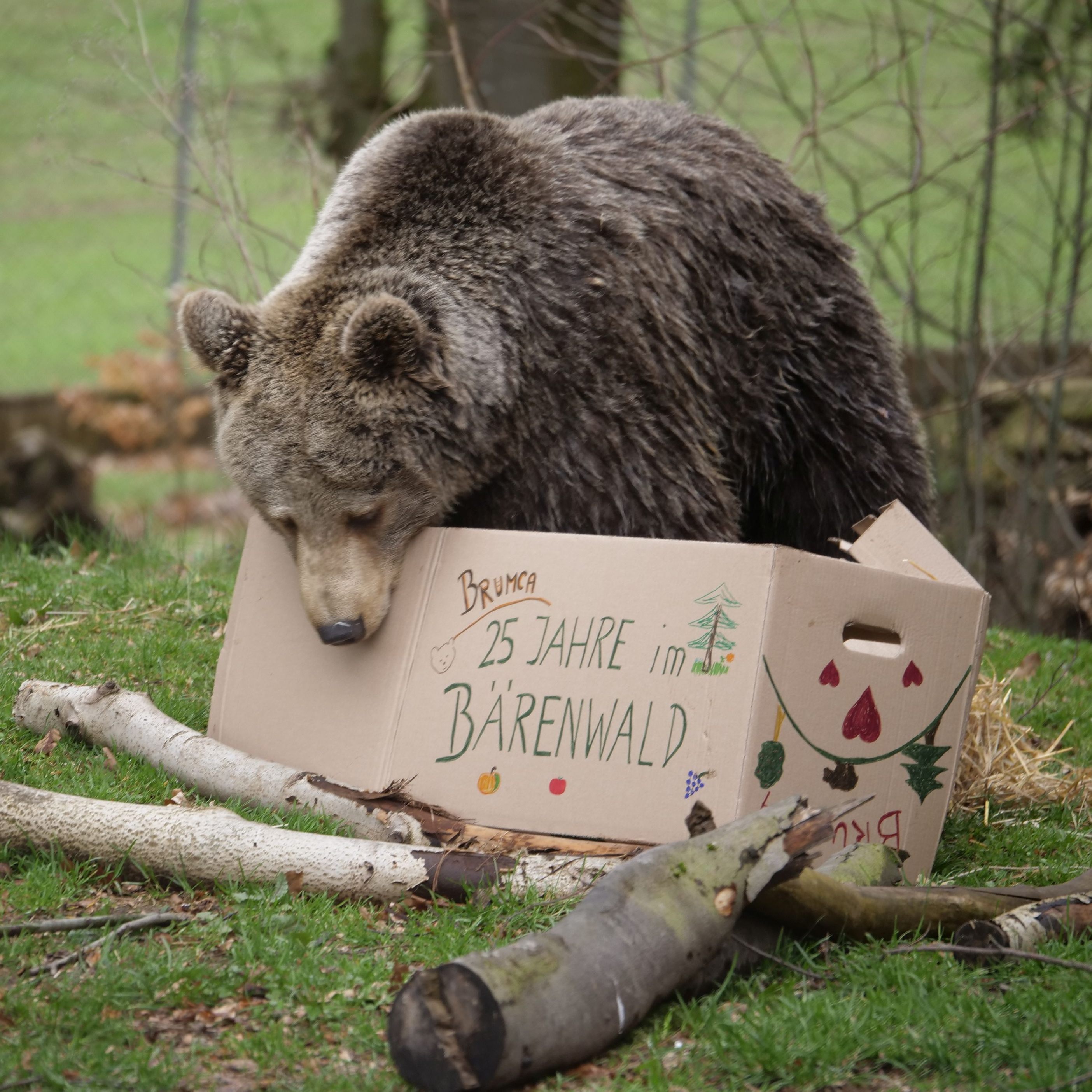 Der Bärenwald Arbesbach im Waldviertel feiert sein 25. Jubiläum.