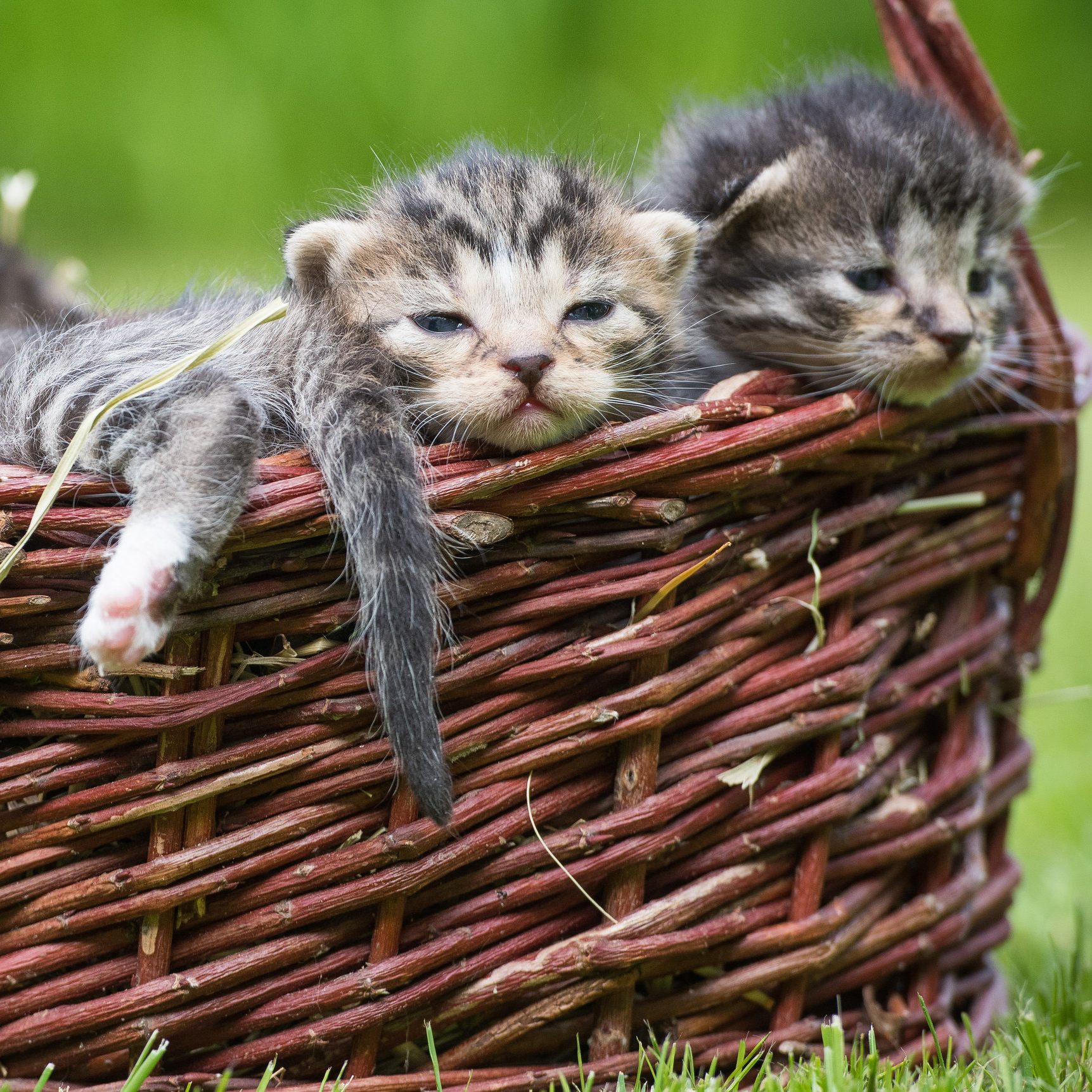 Auch bei der Katzenzucht sehen die Tierschutz-NGOs Handlungsbedarf.