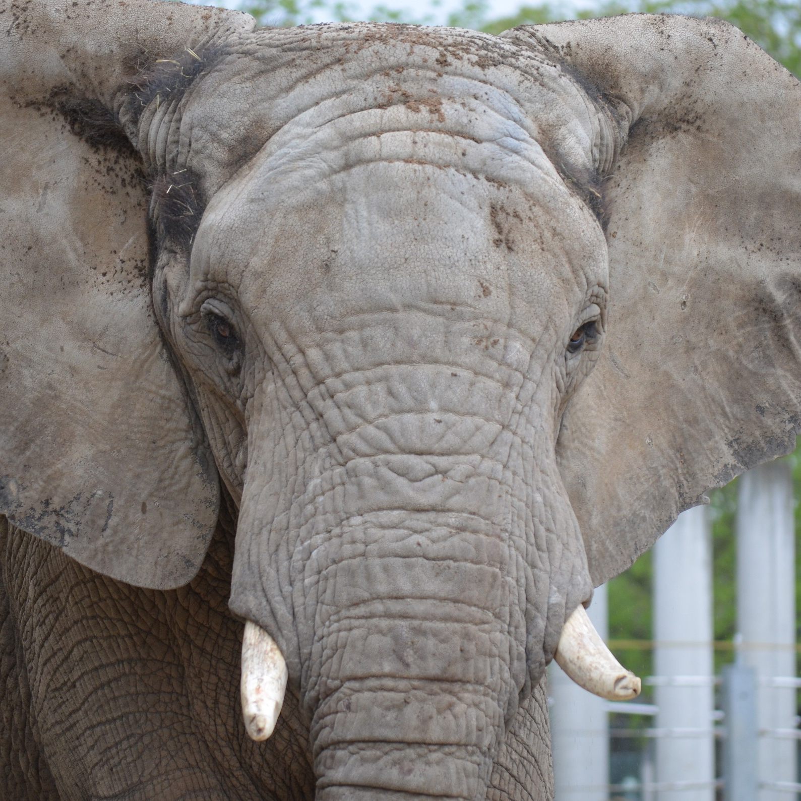 Der Bulle wurde bereits 2001 in Schönbrunn geboren und kehrte nun in den Wiener Tiergarten zurück.