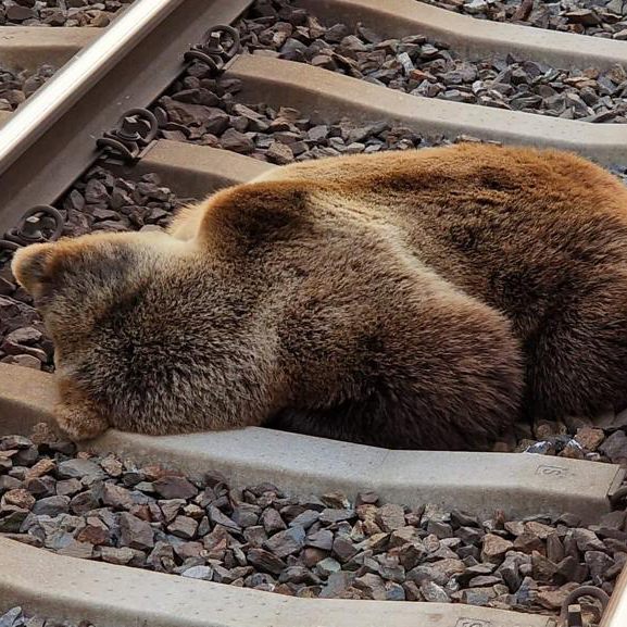 Der Bär wurde bei dem Zusammenstoß getötet.