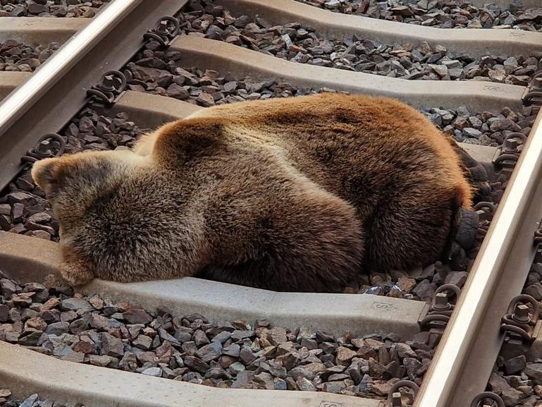 Der Bär wurde bei dem Zusammenstoß getötet. Der Bär wurde bei dem Zusammenstoß getötet.