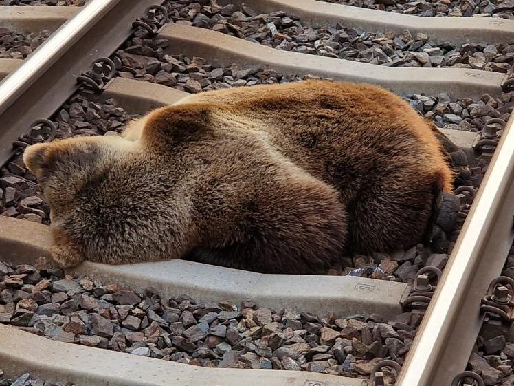 Die Obduktion des Bären ist abgeschlossen. Die Obduktion des Bären ist abgeschlossen.