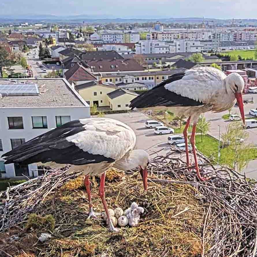 Sechs Storchenbabys sind hoch über dem Bahnhof Perg im Mühlviertel zur Welt gekommen.