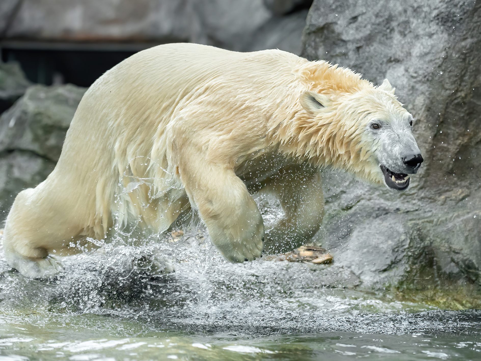 Eisbärin von Tiergarten Schönbrunn nach Nürnberg umgesiedelt. Eisbärin von Tiergarten Schönbrunn nach Nürnberg umgesiedelt.
