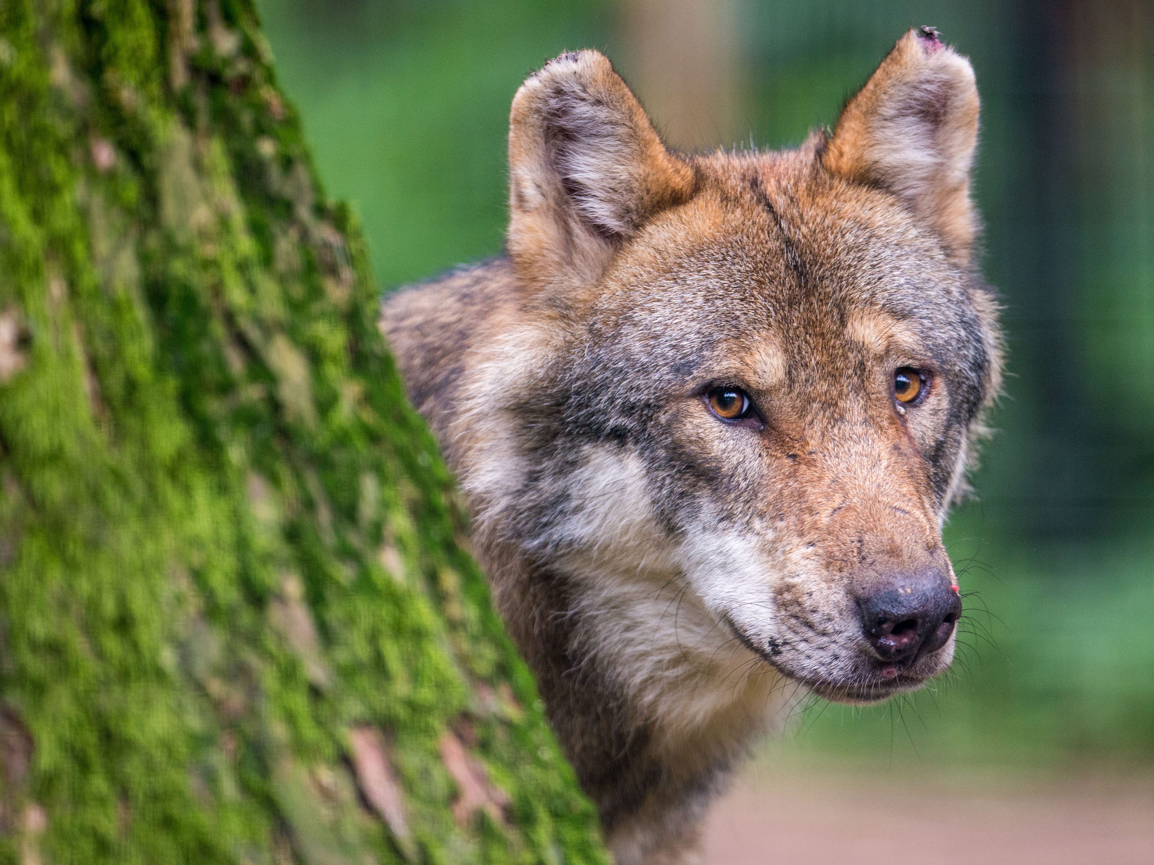 Wölfe sorgen in Brüssel für Diskussionen. Wölfe sorgen in Brüssel für Diskussionen.