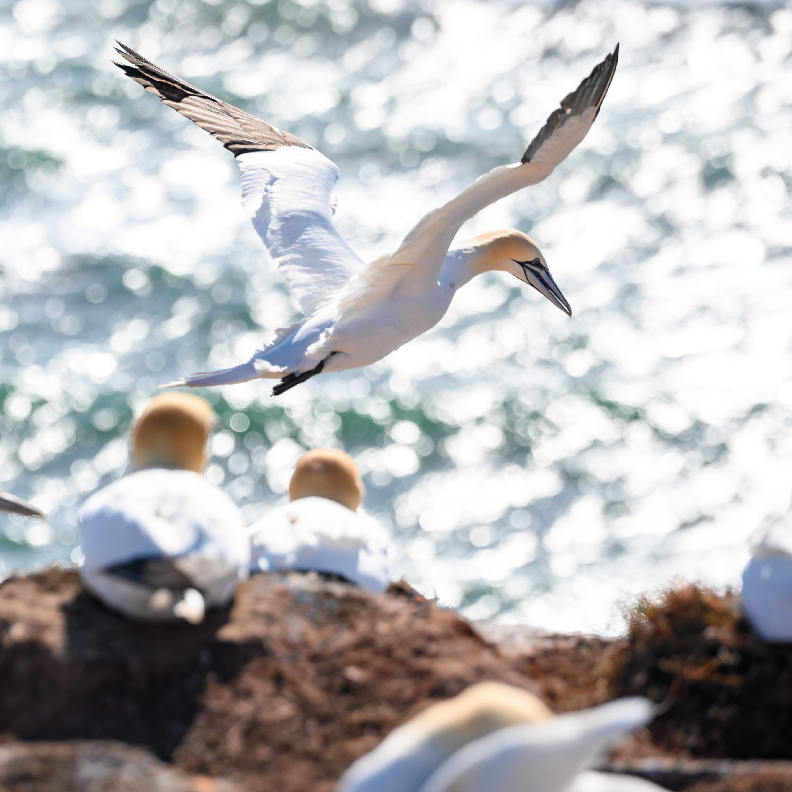 Bei hundert toten Vögeln - hauptsächlich Möwen - in Salzburg wurde das Vogelgrippe-Virus nachgewiesen.