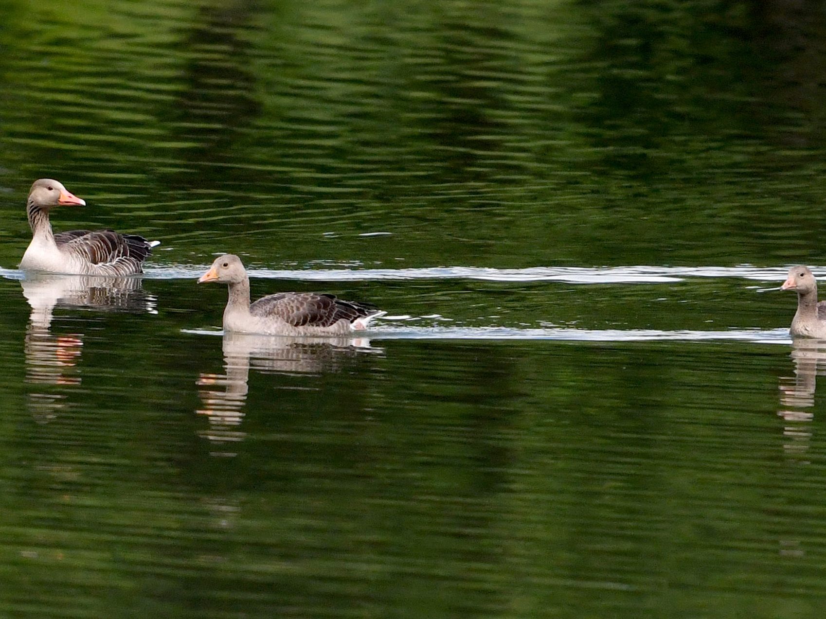 Die Graugänse am Neusiedler See hatten kein gutes Jahr. Die Graugänse am Neusiedler See hatten kein gutes Jahr.