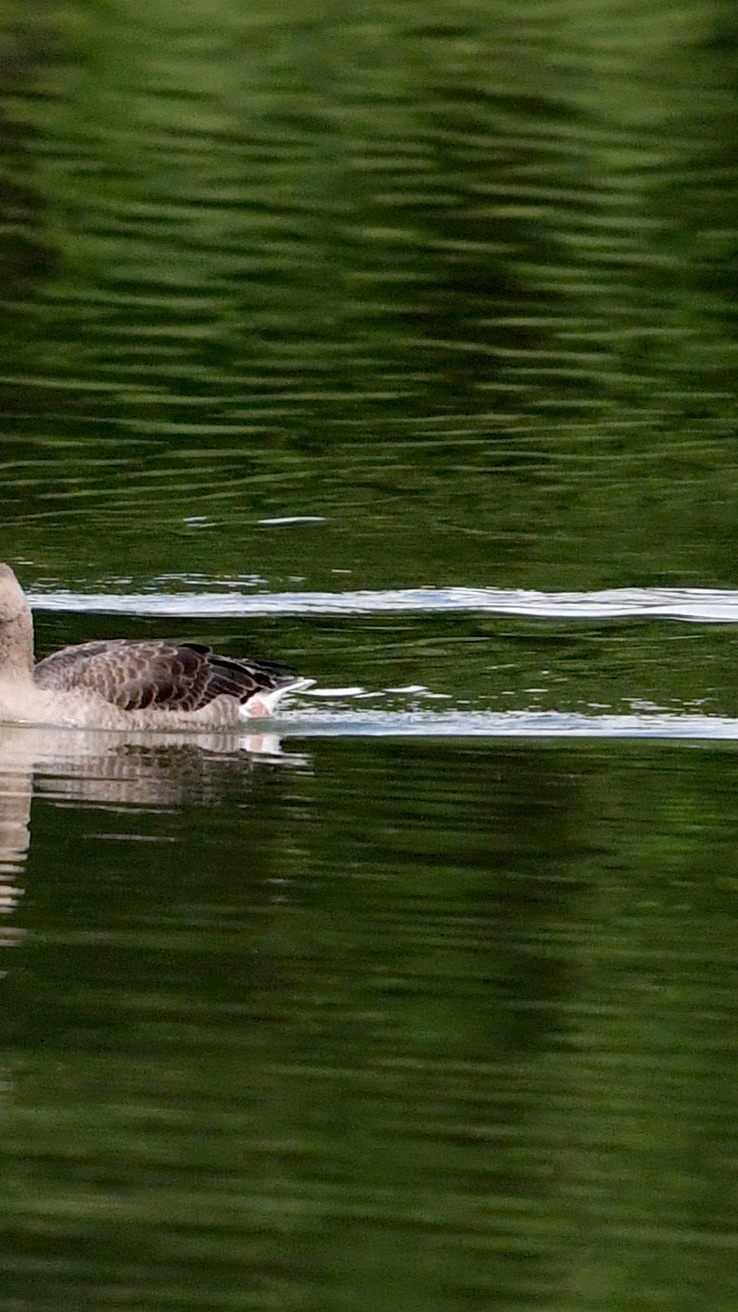 Die Graugänse am Neusiedler See hatten kein gutes Jahr.