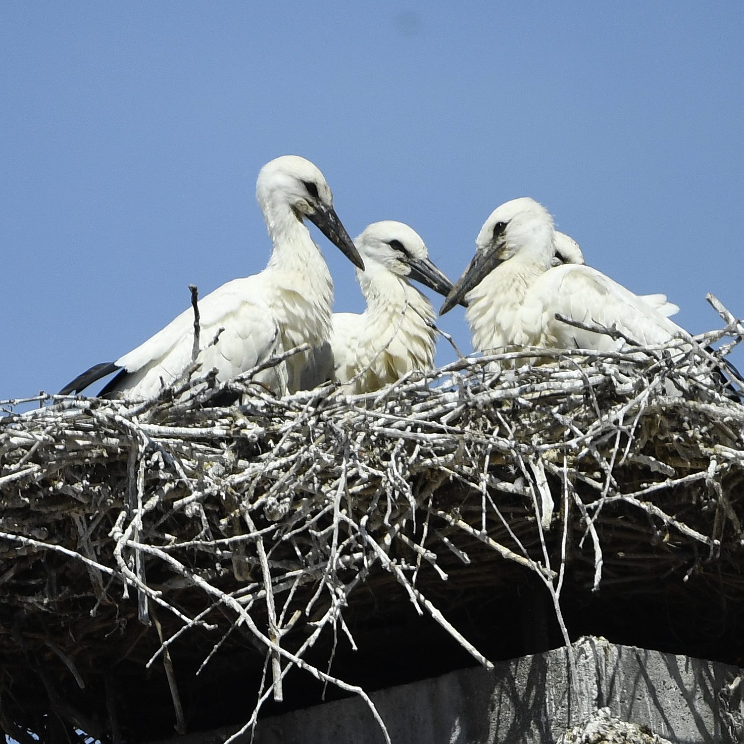 Den Jungstörchen in Rust setzt der Dauerregen zu.