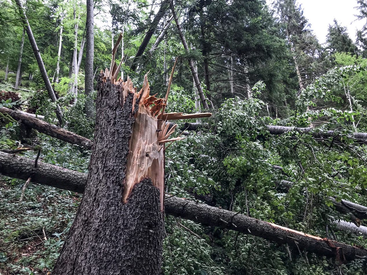 Eine Seniorin wurde am Dienstag in Niederösterreich von einem Baum erschlagen.