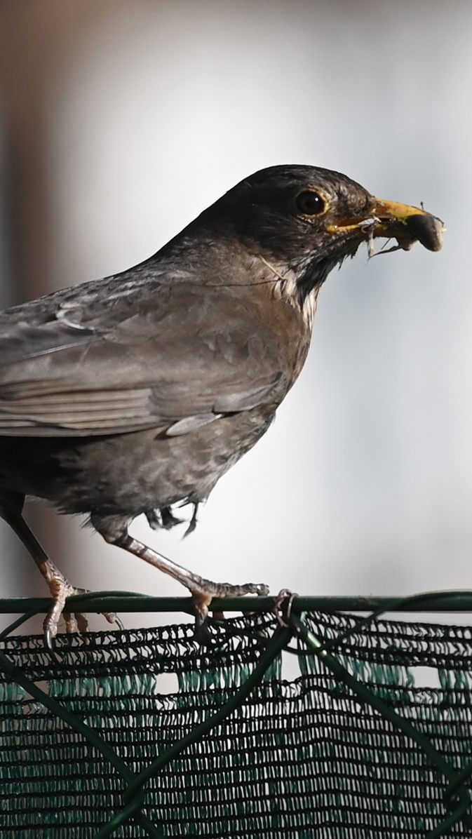 Ein Buch hält die Vogelvielfalt der Region Neusiedler See fest.