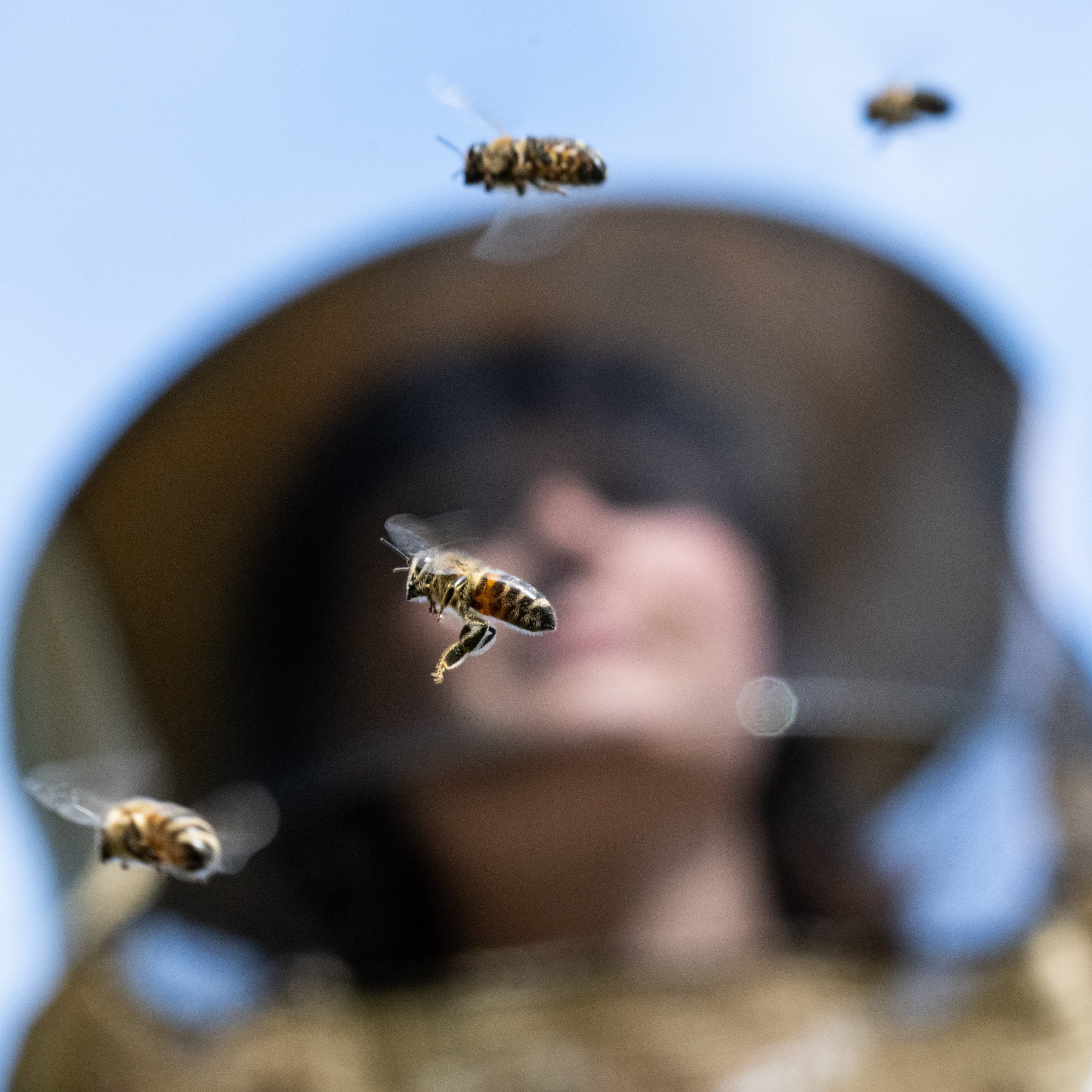Weltbienentag: Der Wiener Samariterbund kämpft mit mehreren Projekten gegen das Bienensterben.