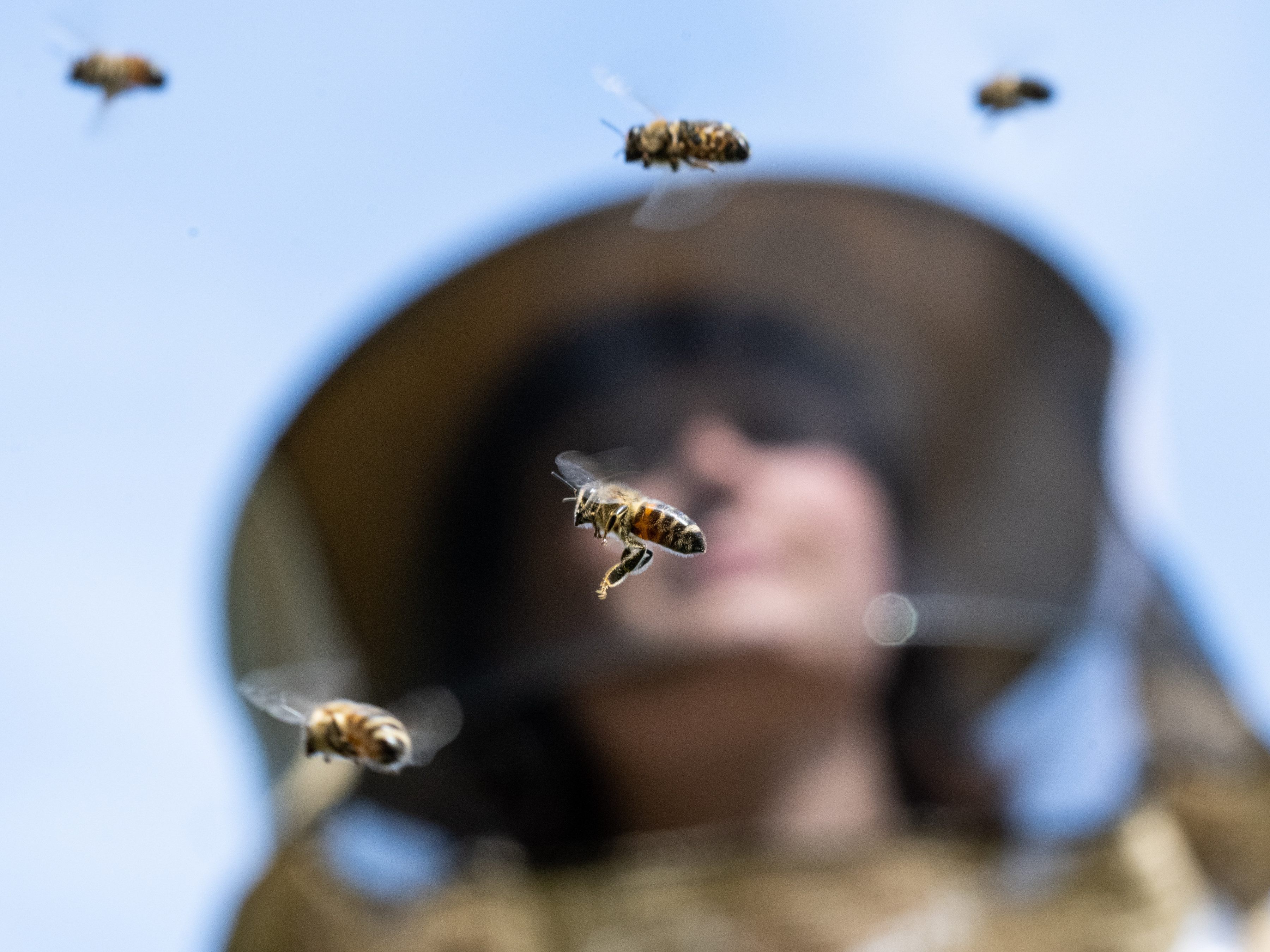 Weltbienentag: Der Wiener Samariterbund kämpft mit mehreren Projekten gegen das Bienensterben.