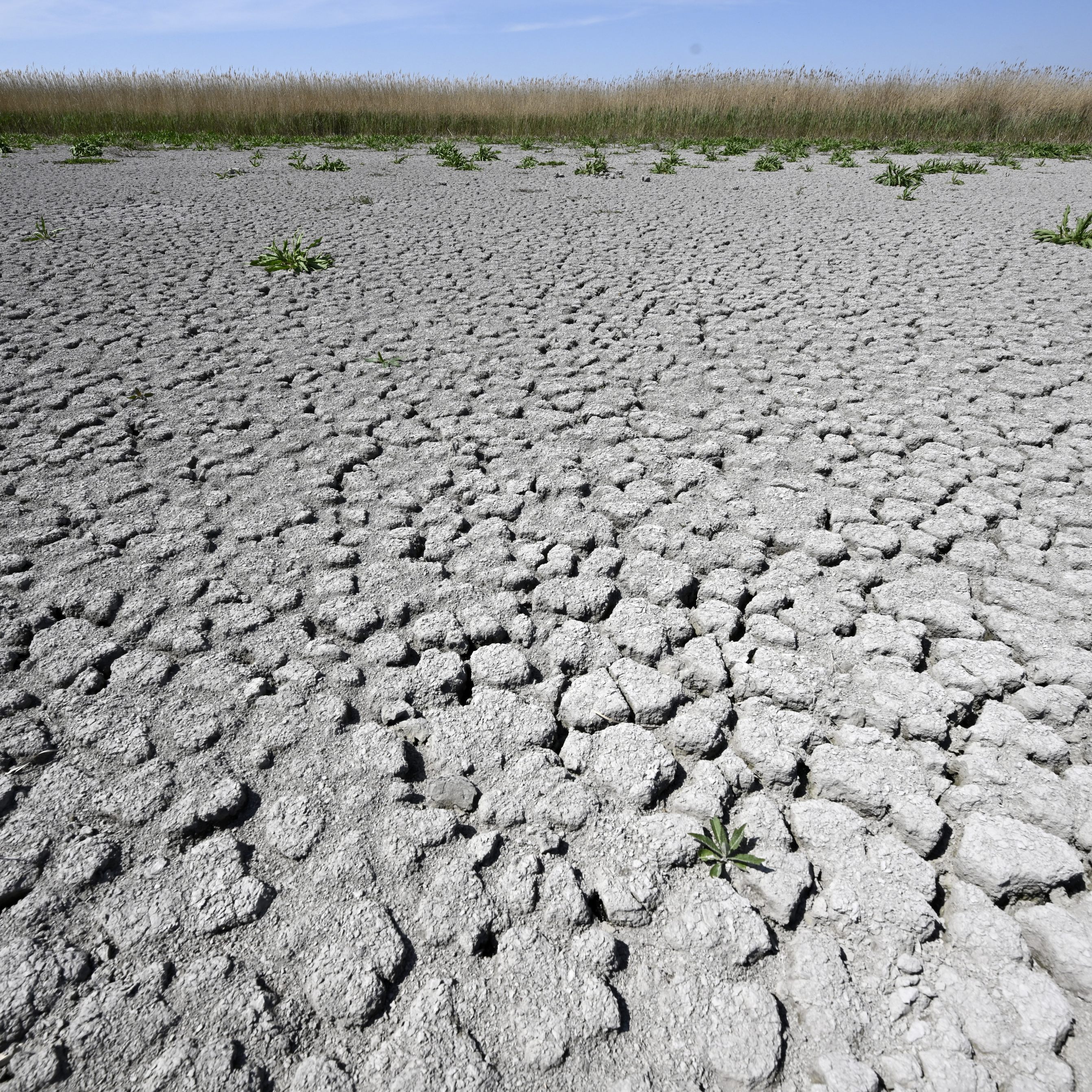 Vertreter aus Wirtschaft fordern mehr Tempo bei Klimaschutzgesetzen.