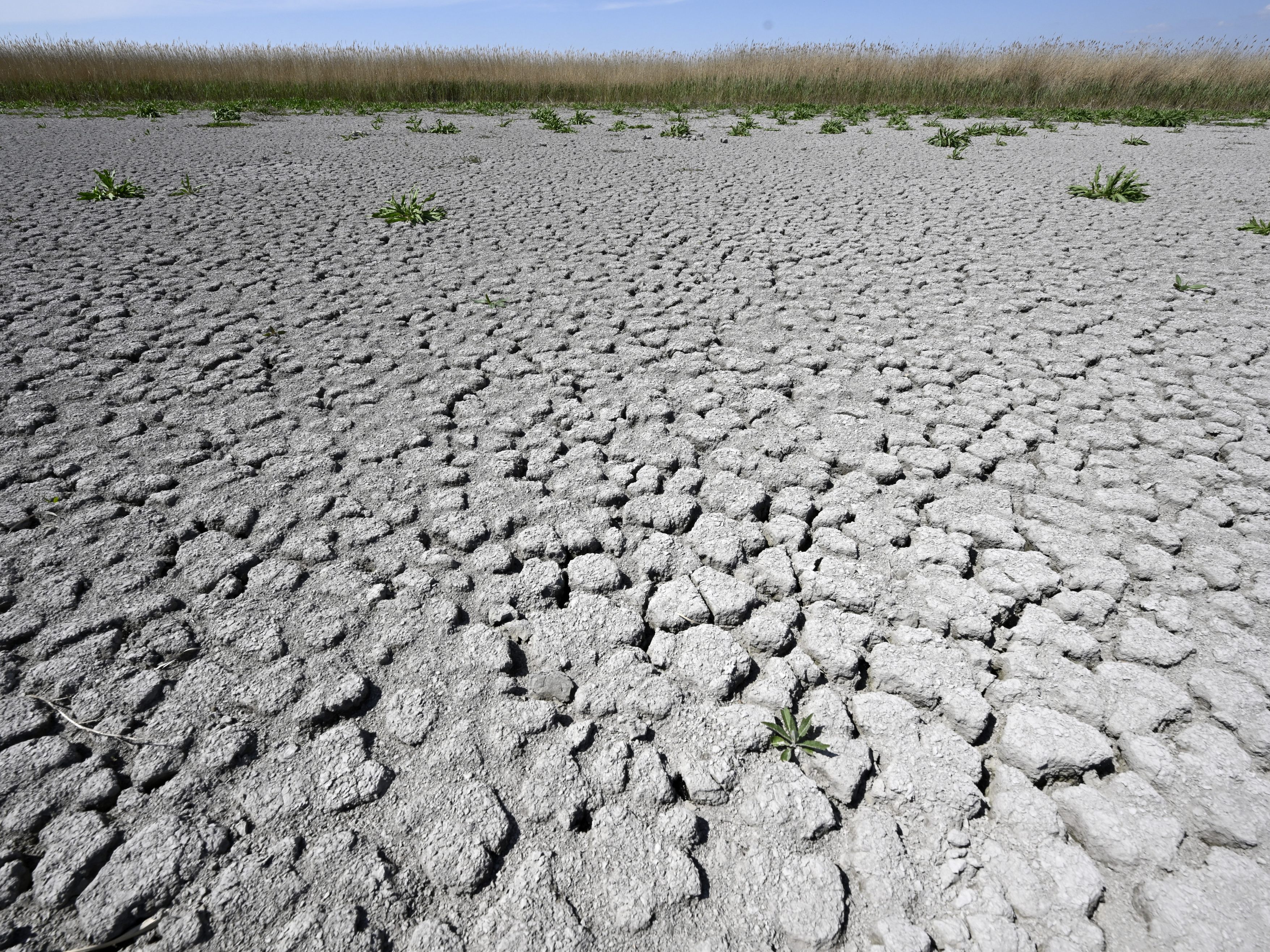 Vertreter aus Wirtschaft fordern mehr Tempo bei Klimaschutzgesetzen.