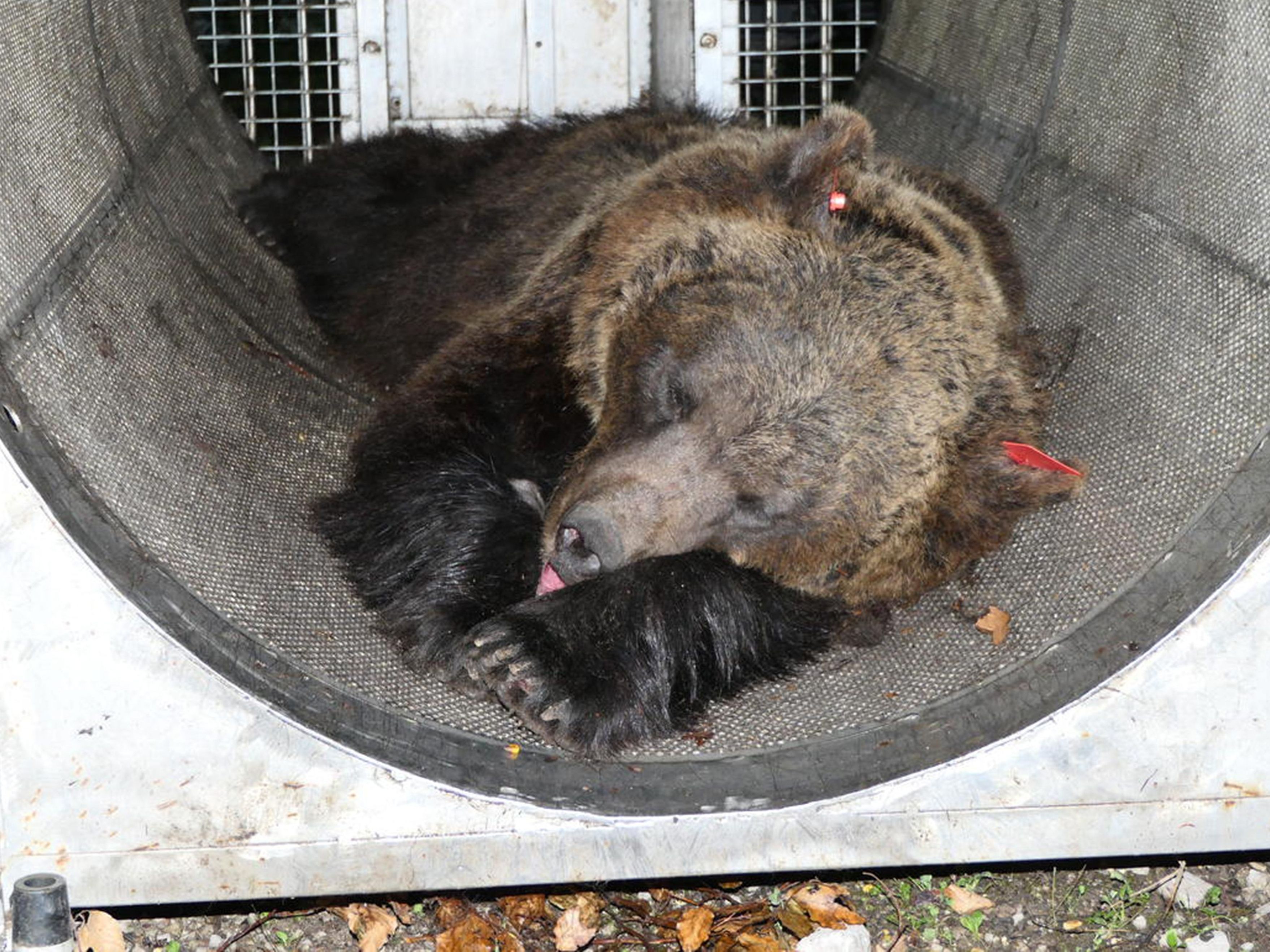 Laut Tierschützern wurde der Jogger im Trentino nicht von einer Bärin getötet. Laut Tierschützern wurde der Jogger im Trentino nicht von einer Bärin getötet.