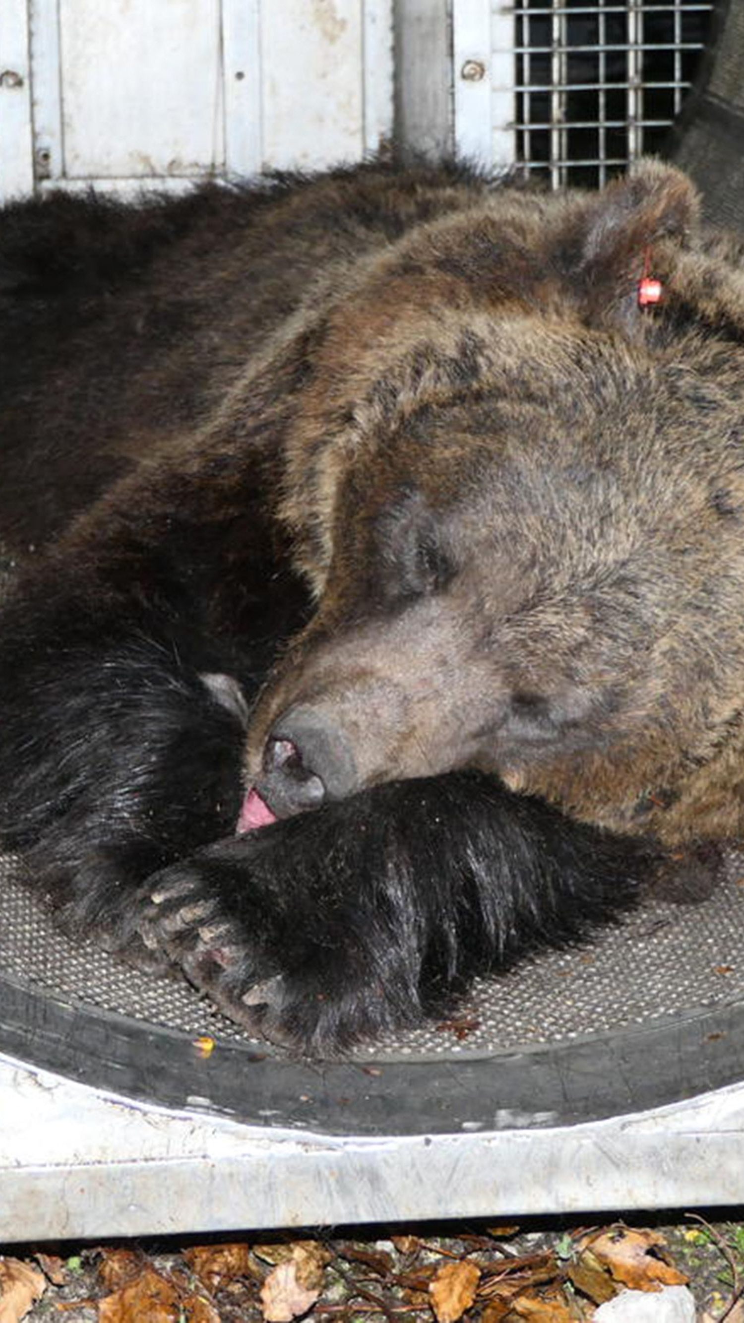 Laut Tierschützern wurde der Jogger im Trentino nicht von einer Bärin getötet.