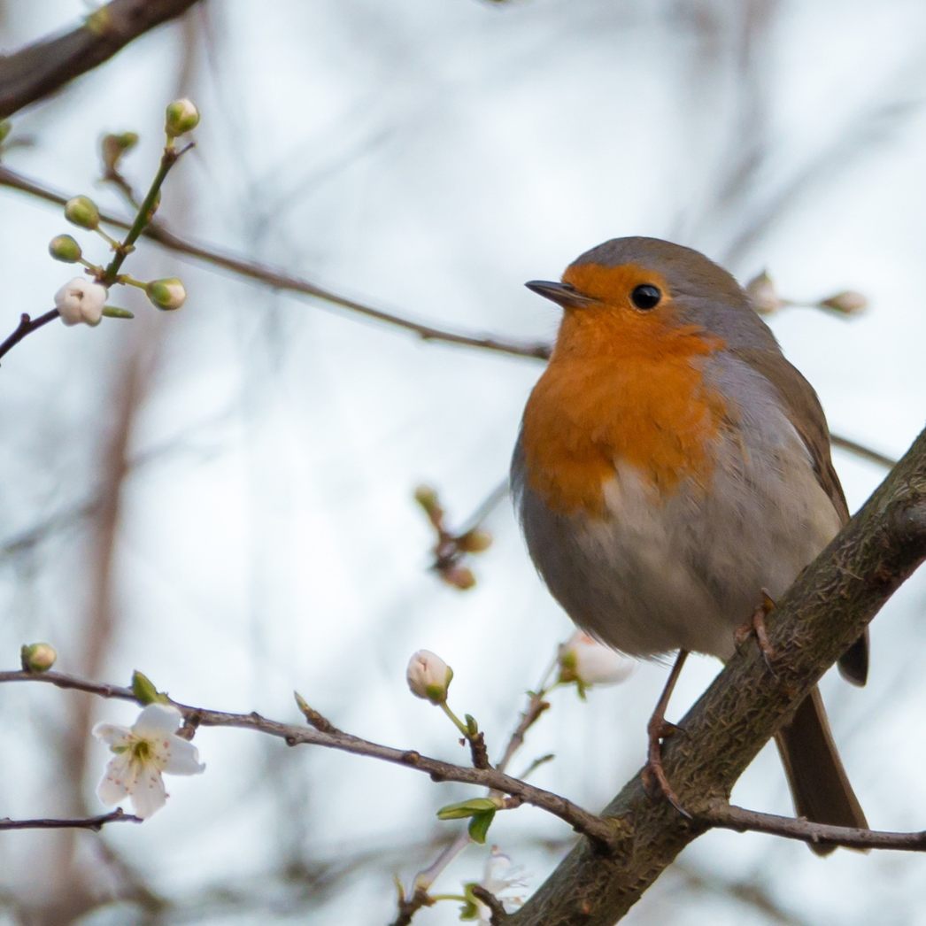 Laut einer Studie ist intensive Landwirtschaft hautpverantwortlich für den Vogelschwund.