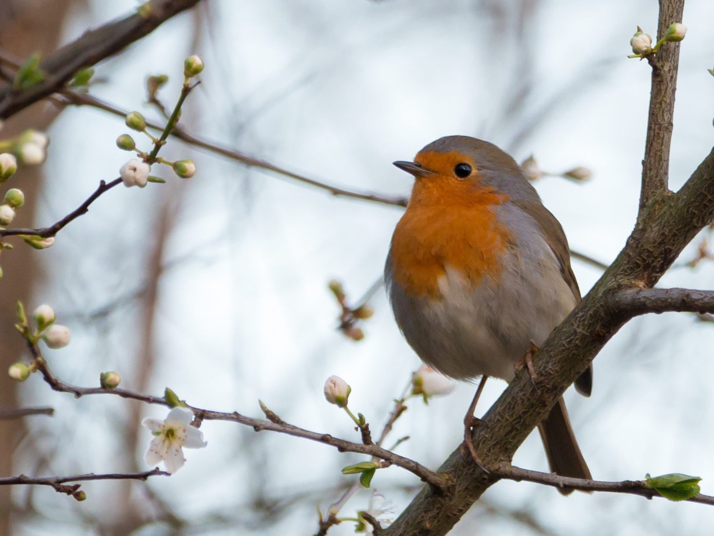 Laut einer Studie ist intensive Landwirtschaft hautpverantwortlich für den Vogelschwund. Laut einer Studie ist intensive Landwirtschaft hautpverantwortlich für den Vogelschwund.