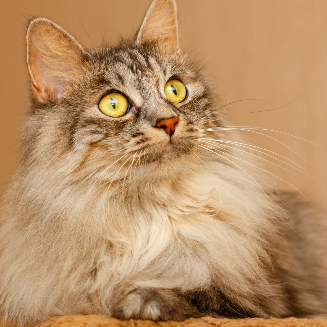 Aus diesen Gründen können Katzen wedeln.