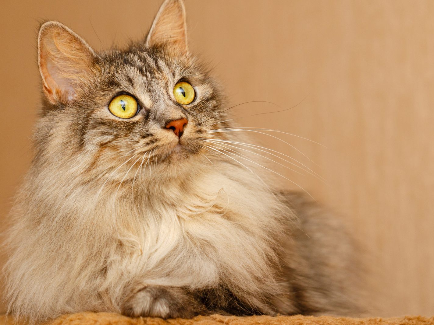 Aus diesen Gründen können Katzen wedeln. Aus diesen Gründen können Katzen wedeln.
