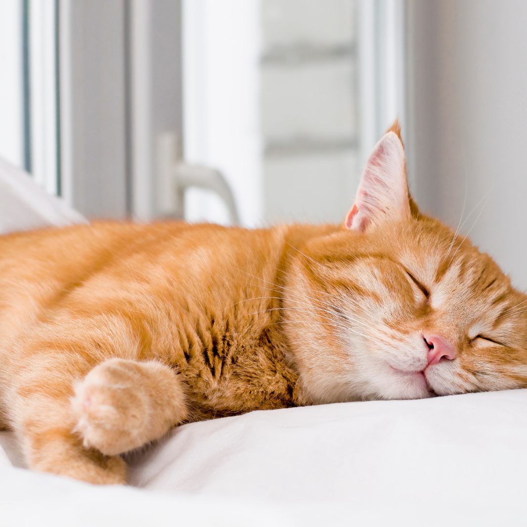 Katzen benötigen viel Schlaf.