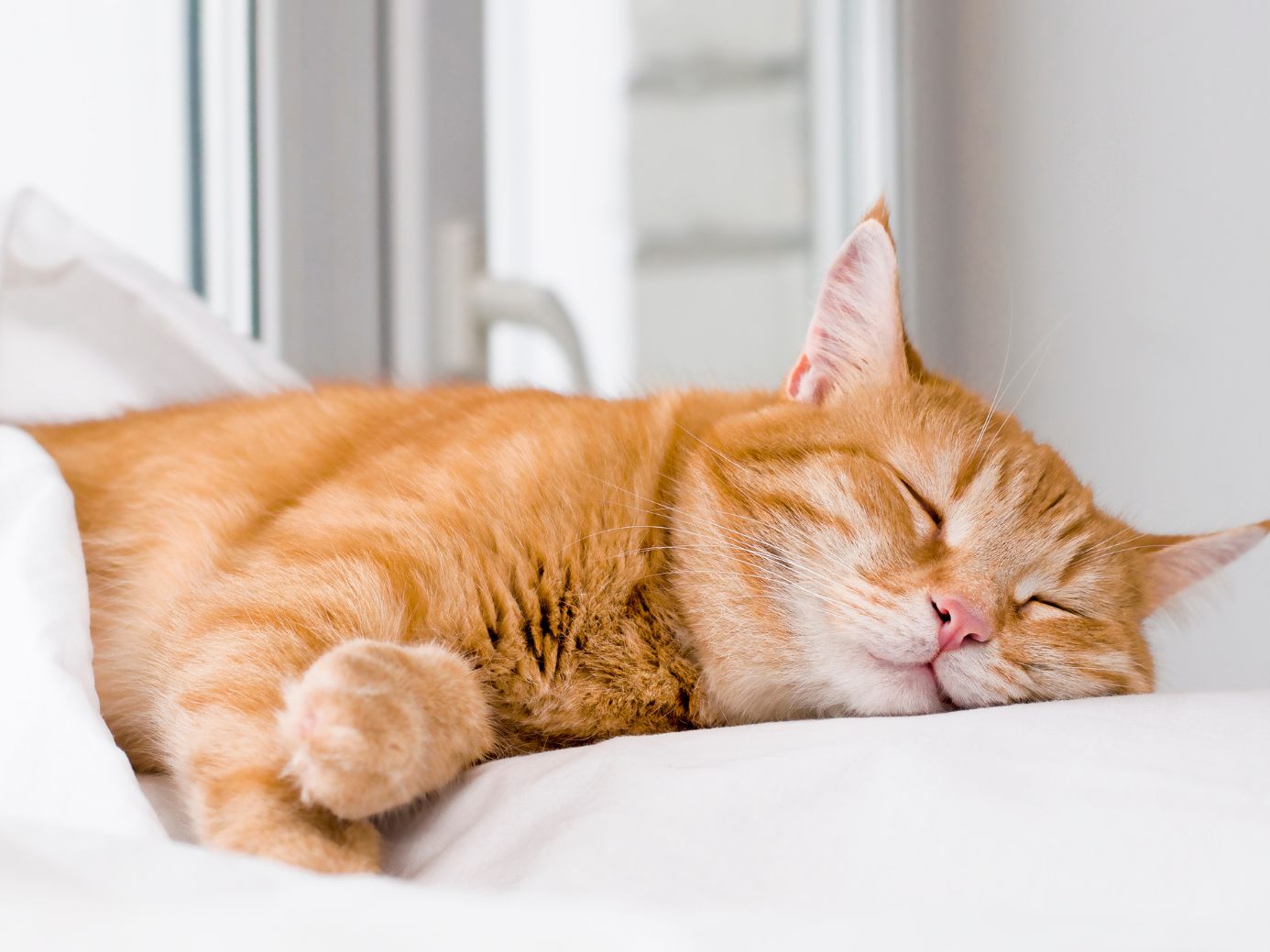 Katzen benötigen viel Schlaf.